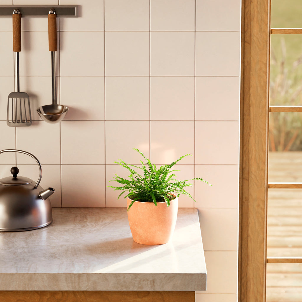 Lemon Button Fern