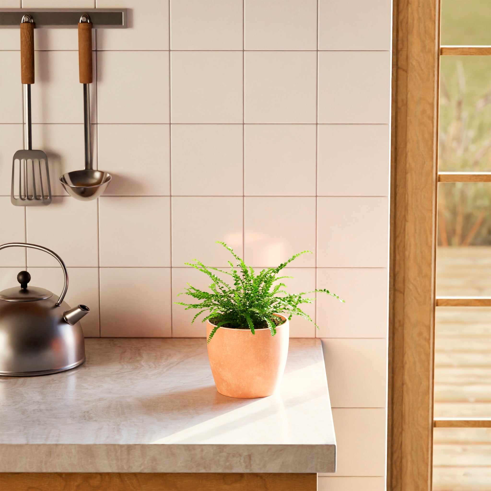 Lemon Button Fern