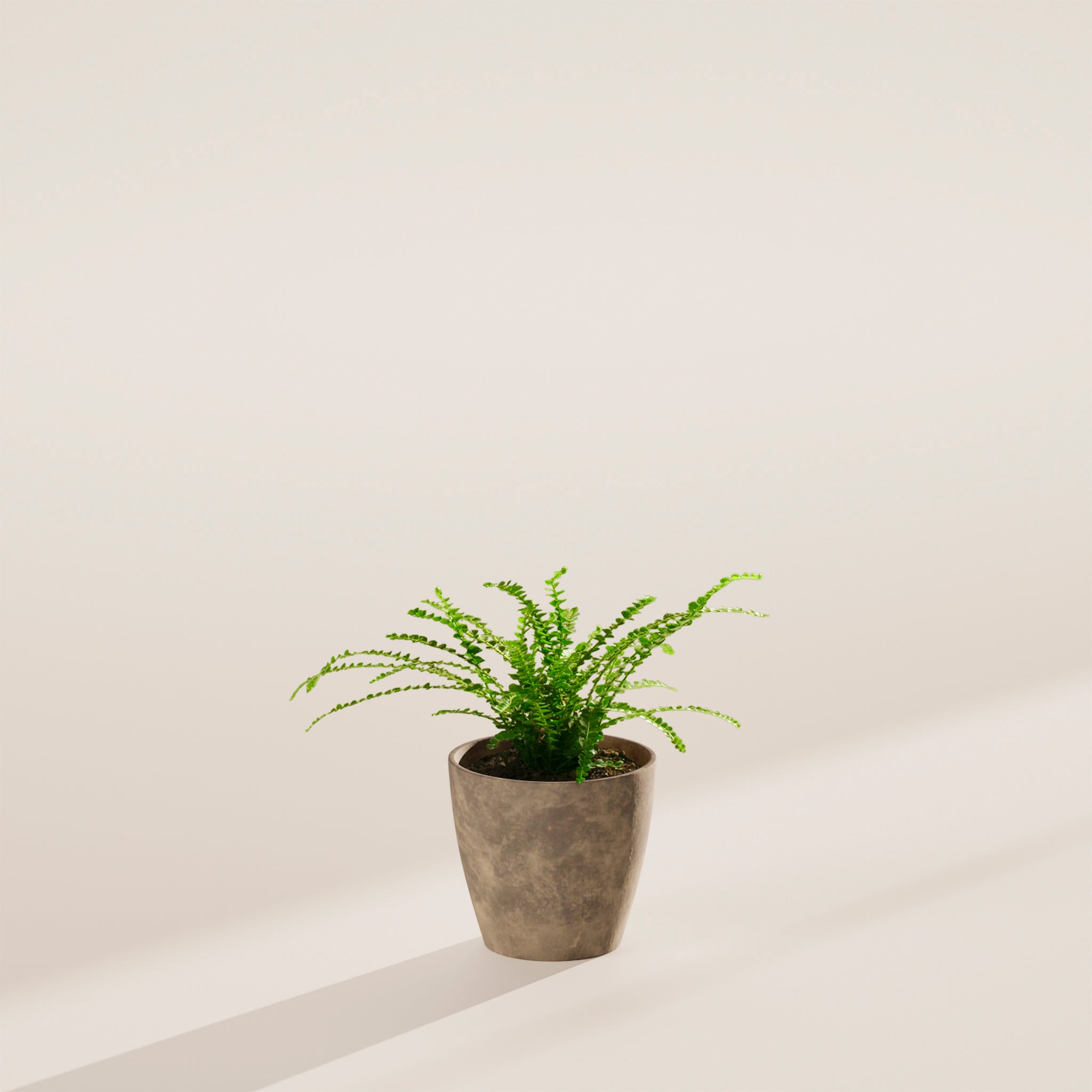 Lemon Button Fern