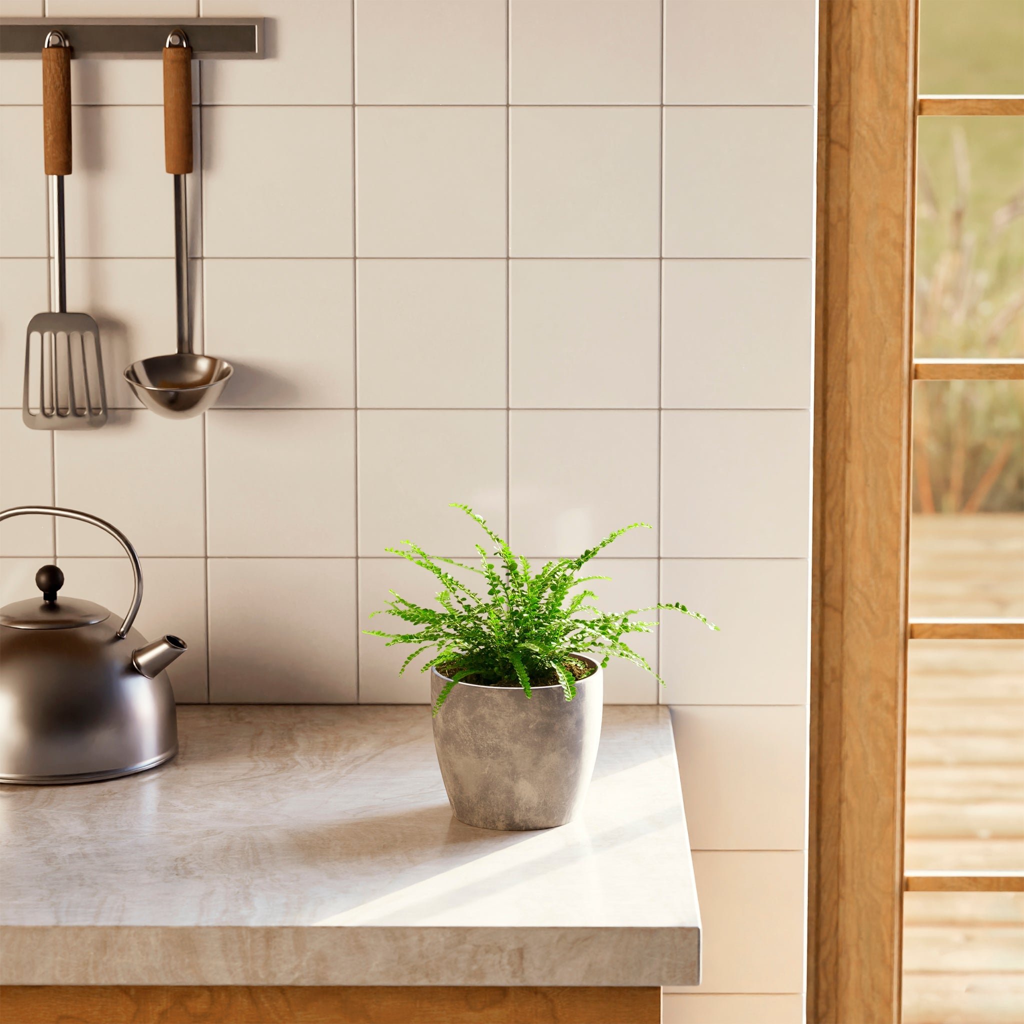 Lemon Button Fern