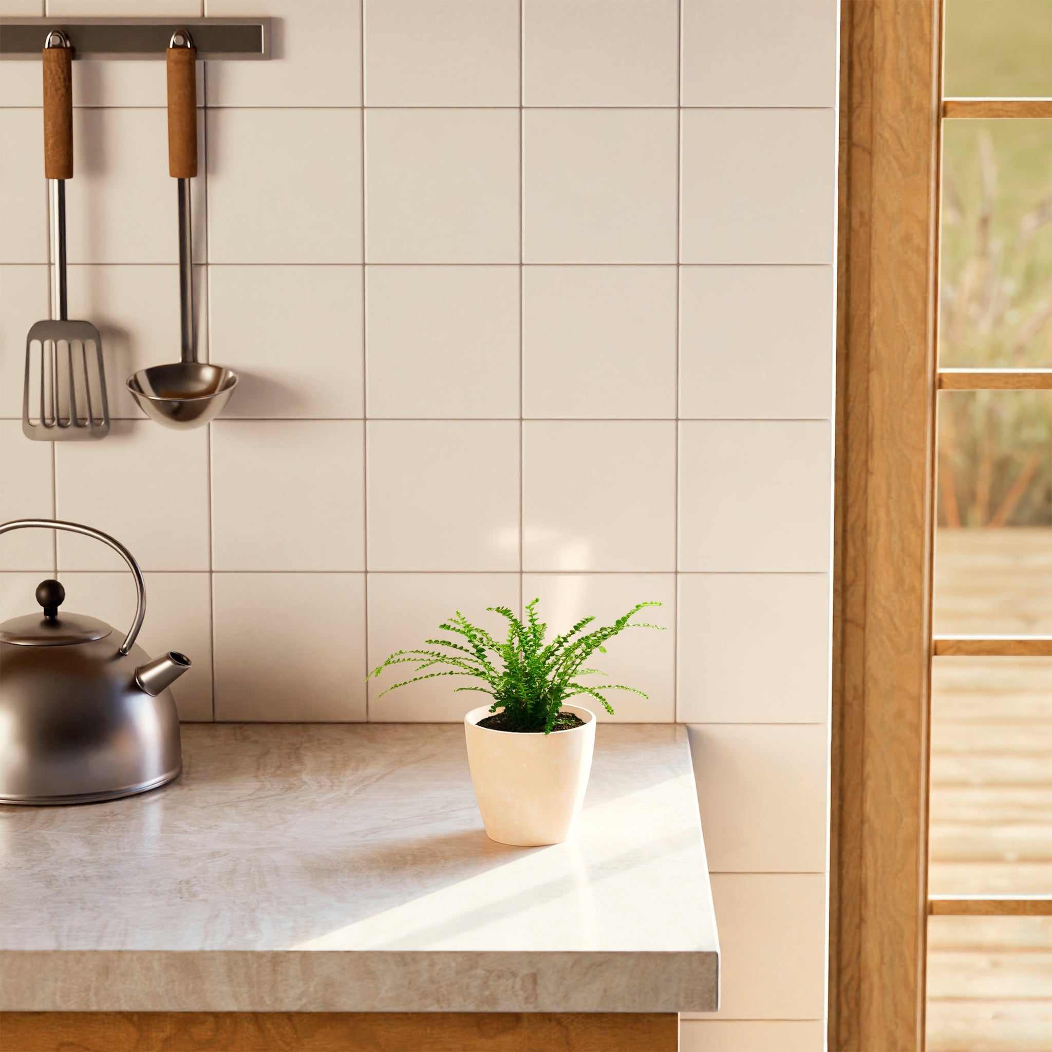 Lemon Button Fern