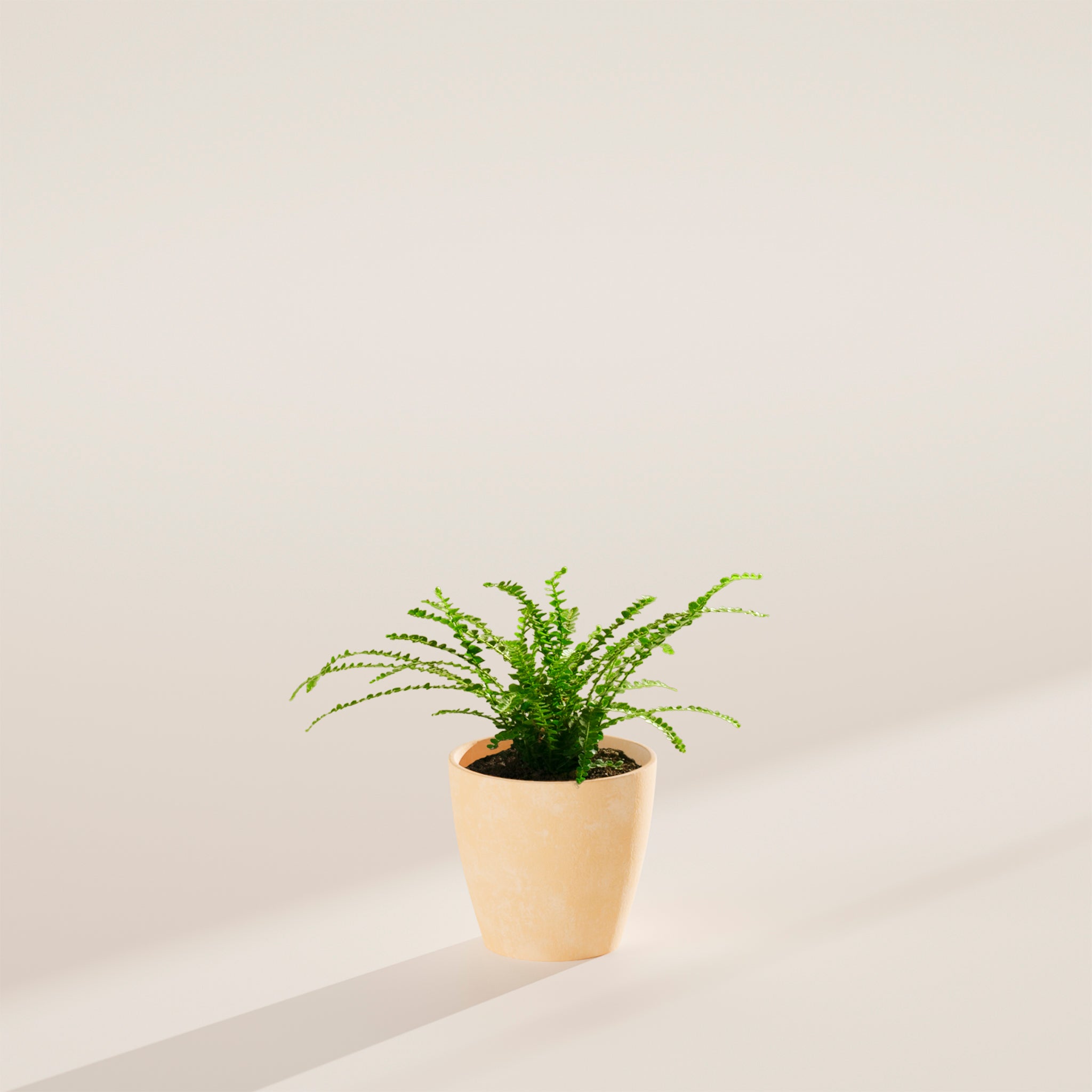 Lemon Button Fern