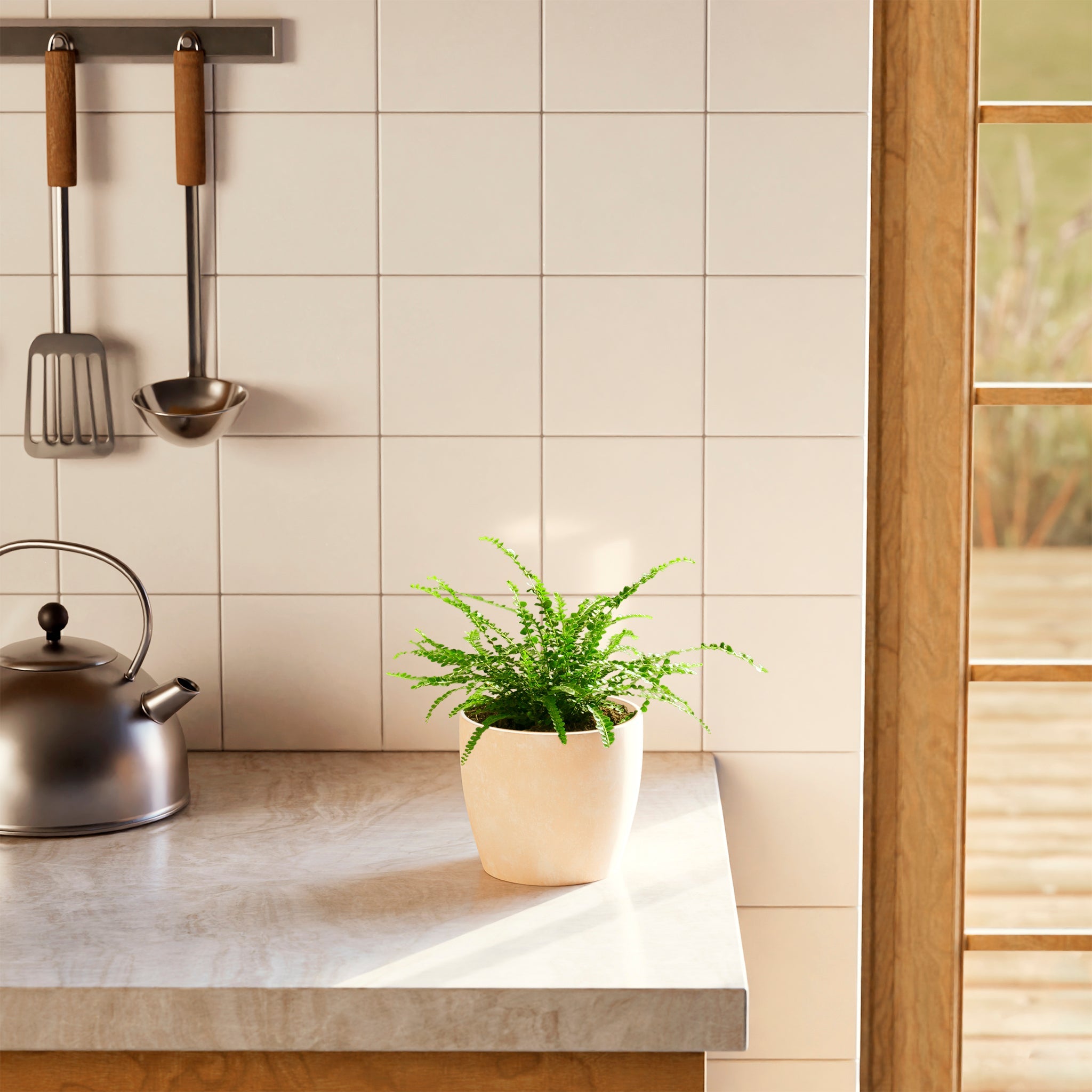 Lemon Button Fern
