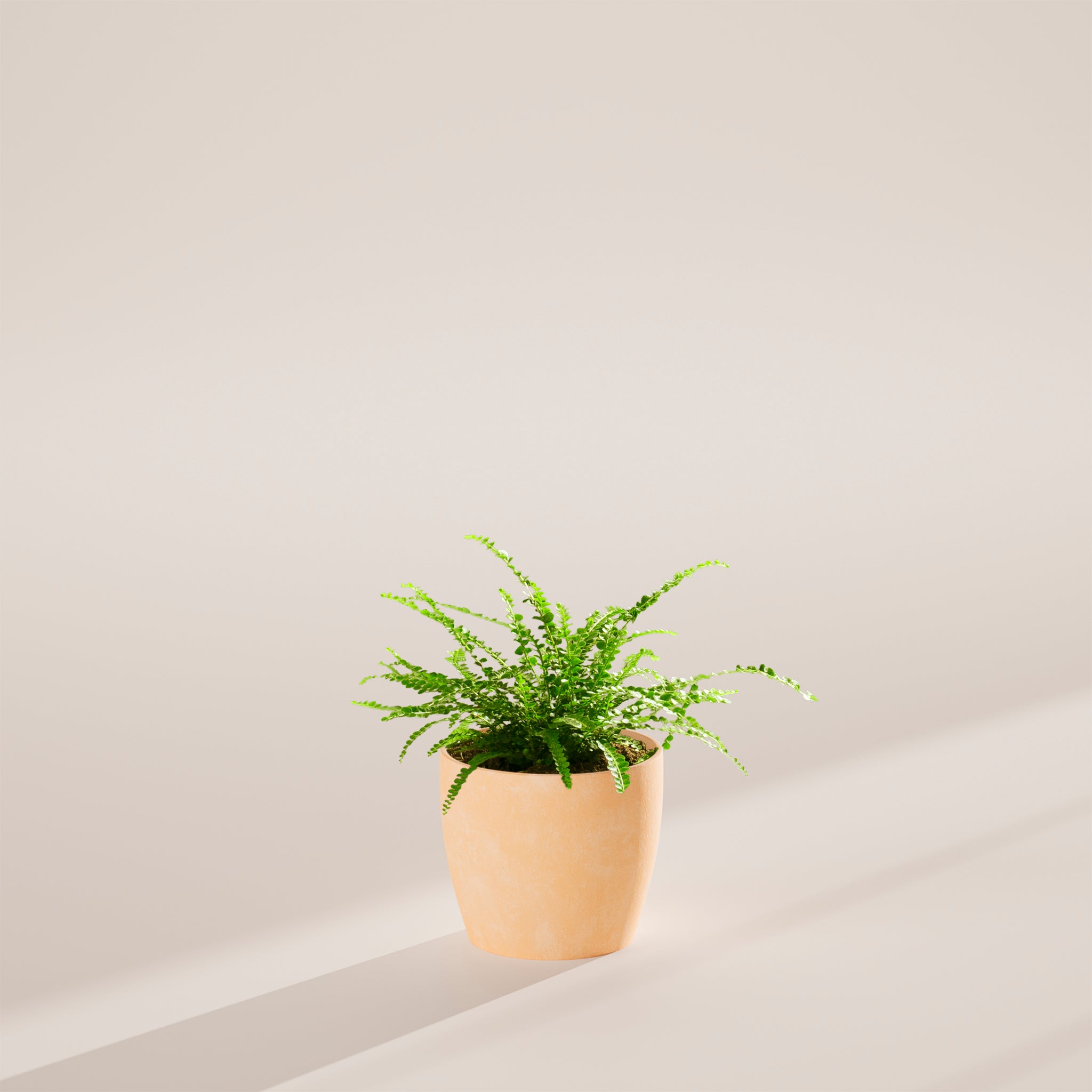 Lemon Button Fern