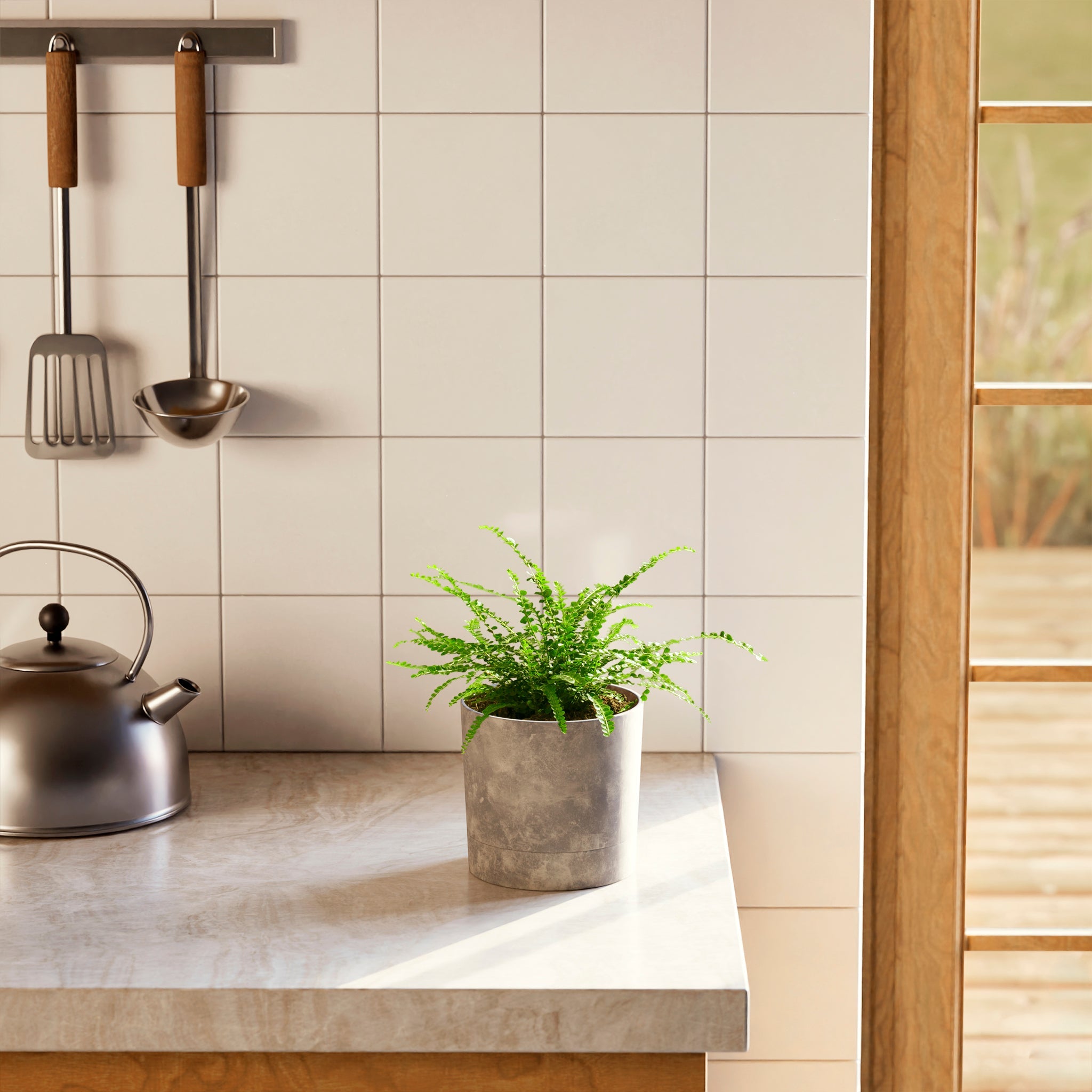 Lemon Button Fern