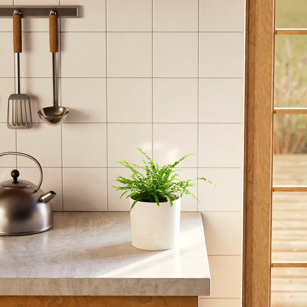 Lemon Button Fern