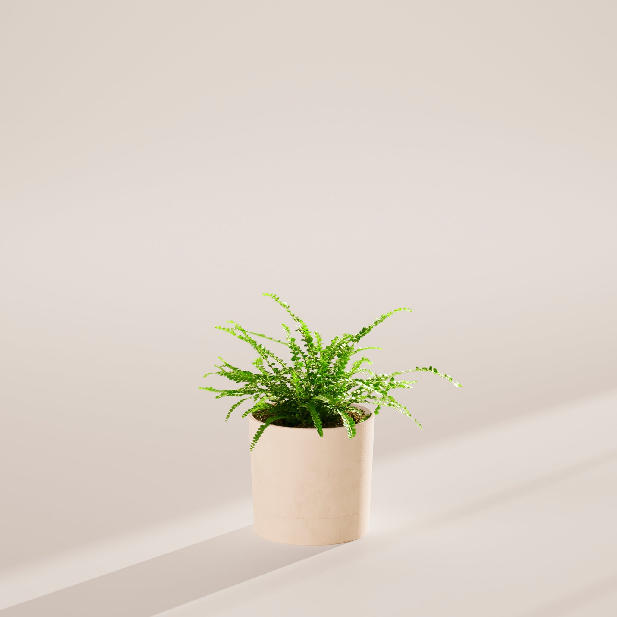 Lemon Button Fern