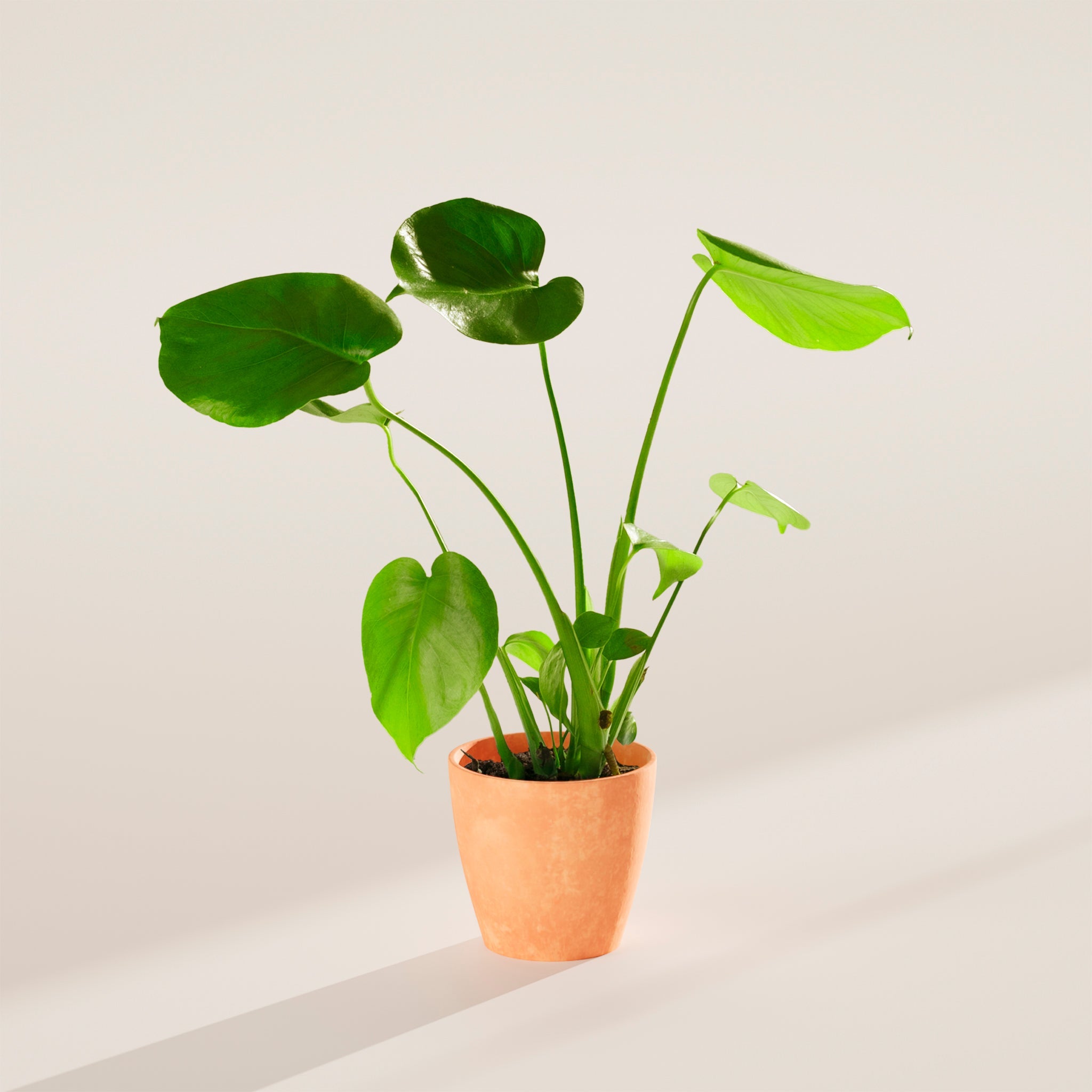 Monstera Deliciosa (Split Leaf Philodendron)