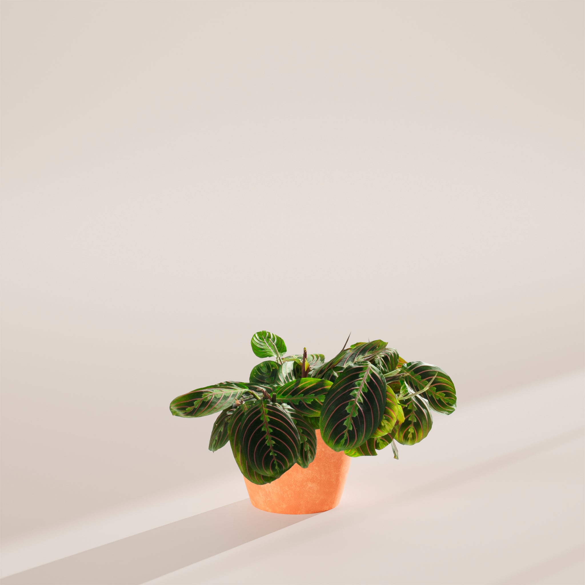 Maranta Red Prayer Plant