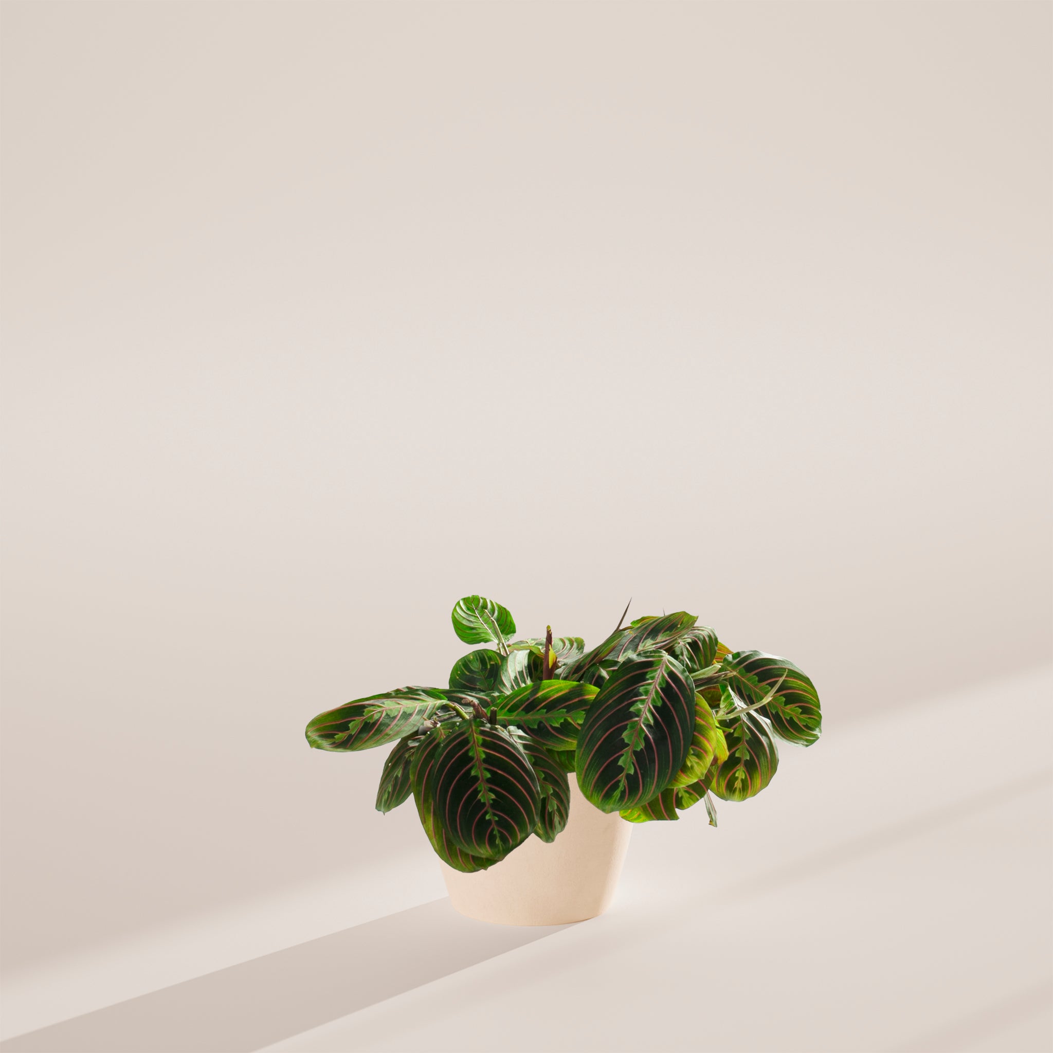 Maranta Red Prayer Plant