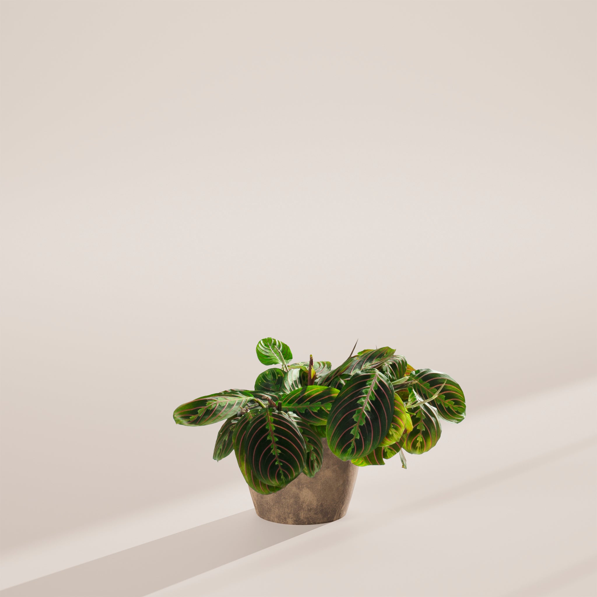 Maranta Red Prayer Plant