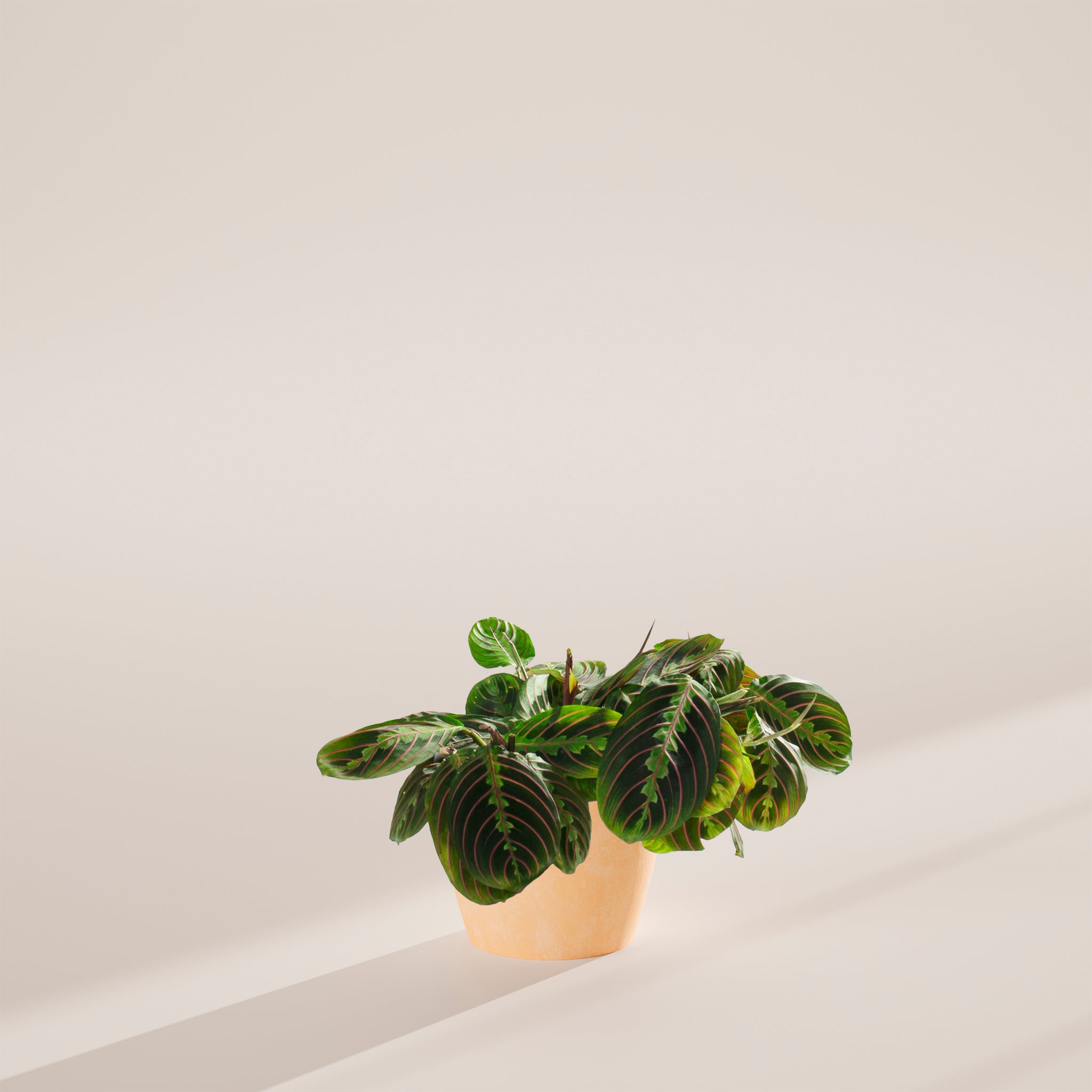 Maranta Red Prayer Plant