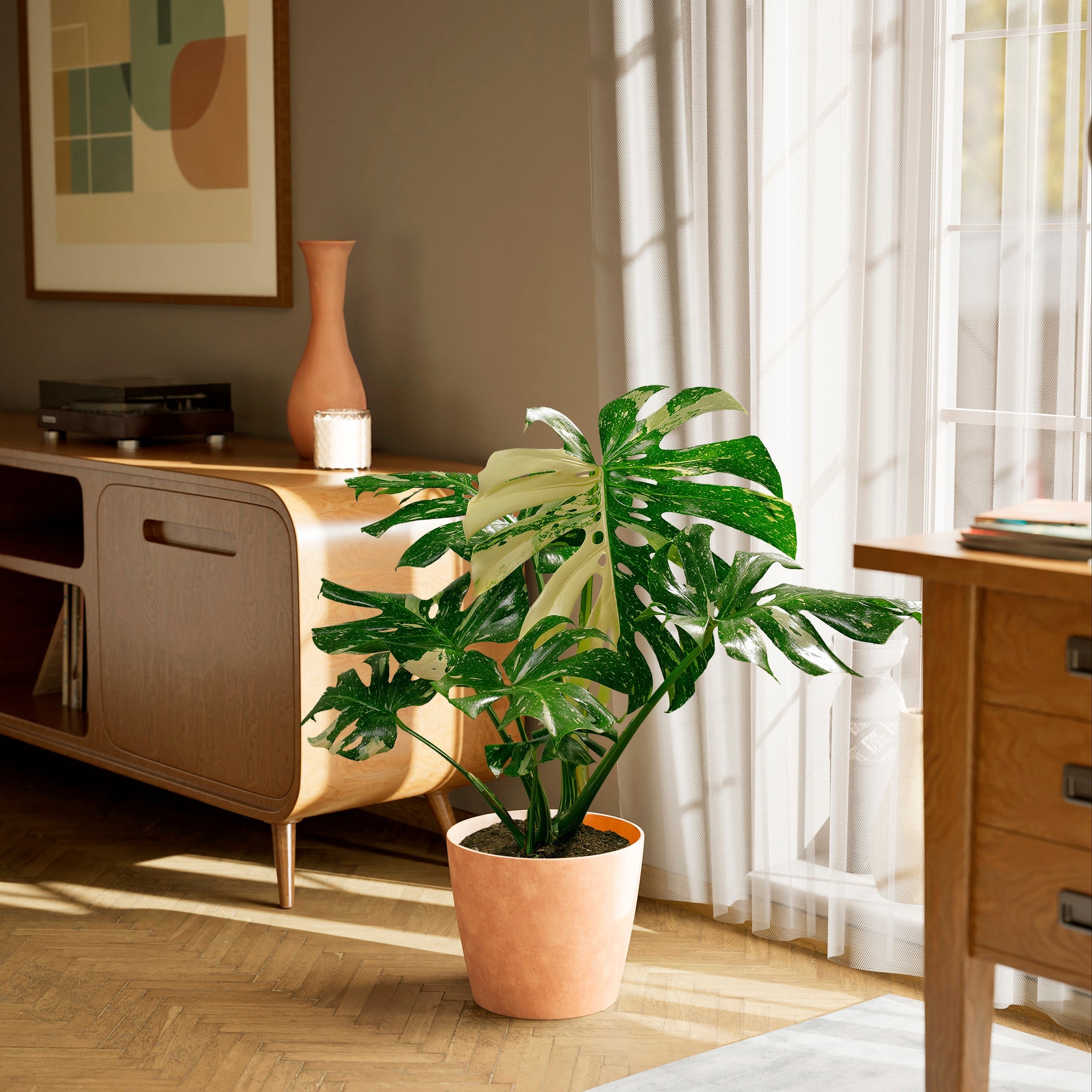 Monstera Thai Constellation