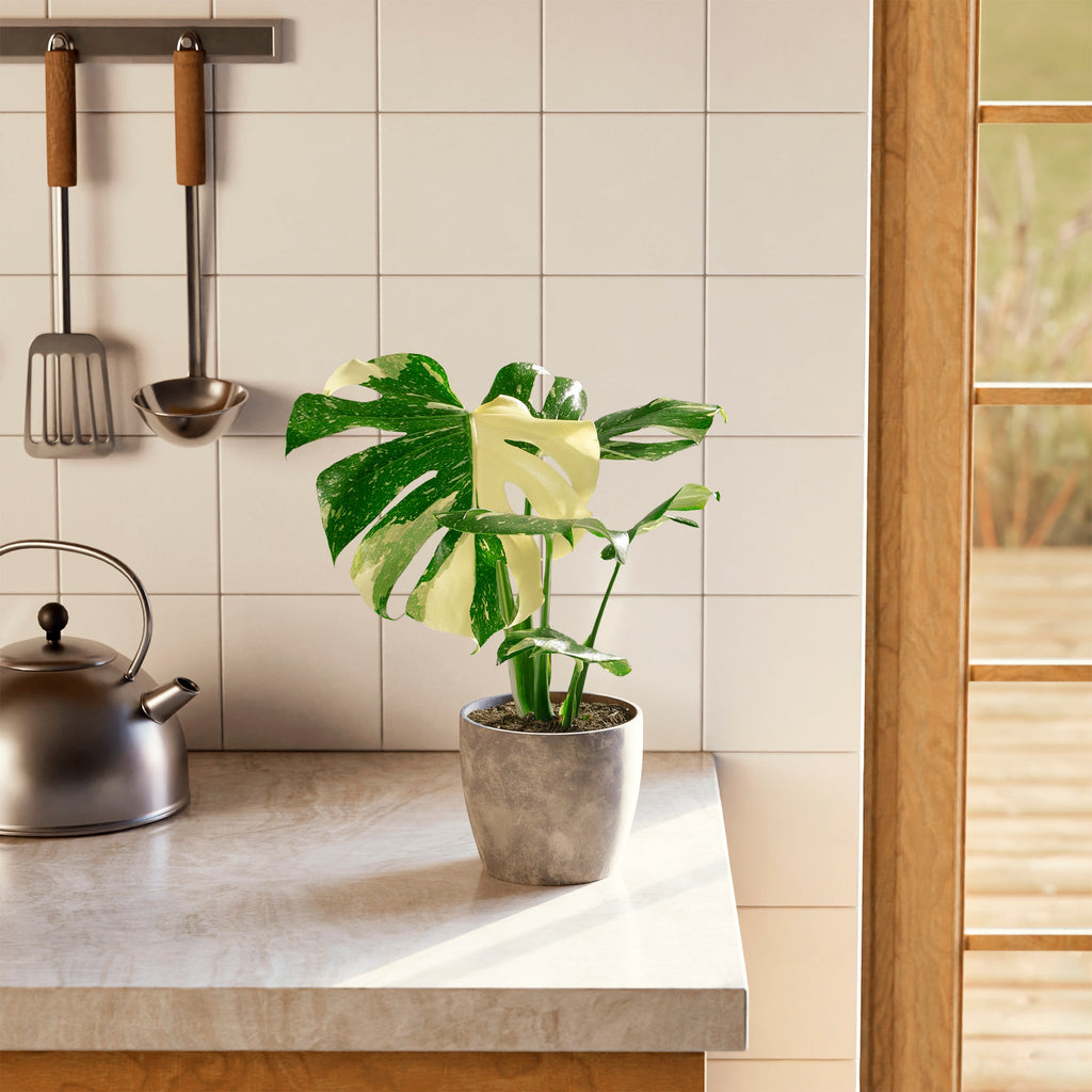 Monstera Thai Constellation