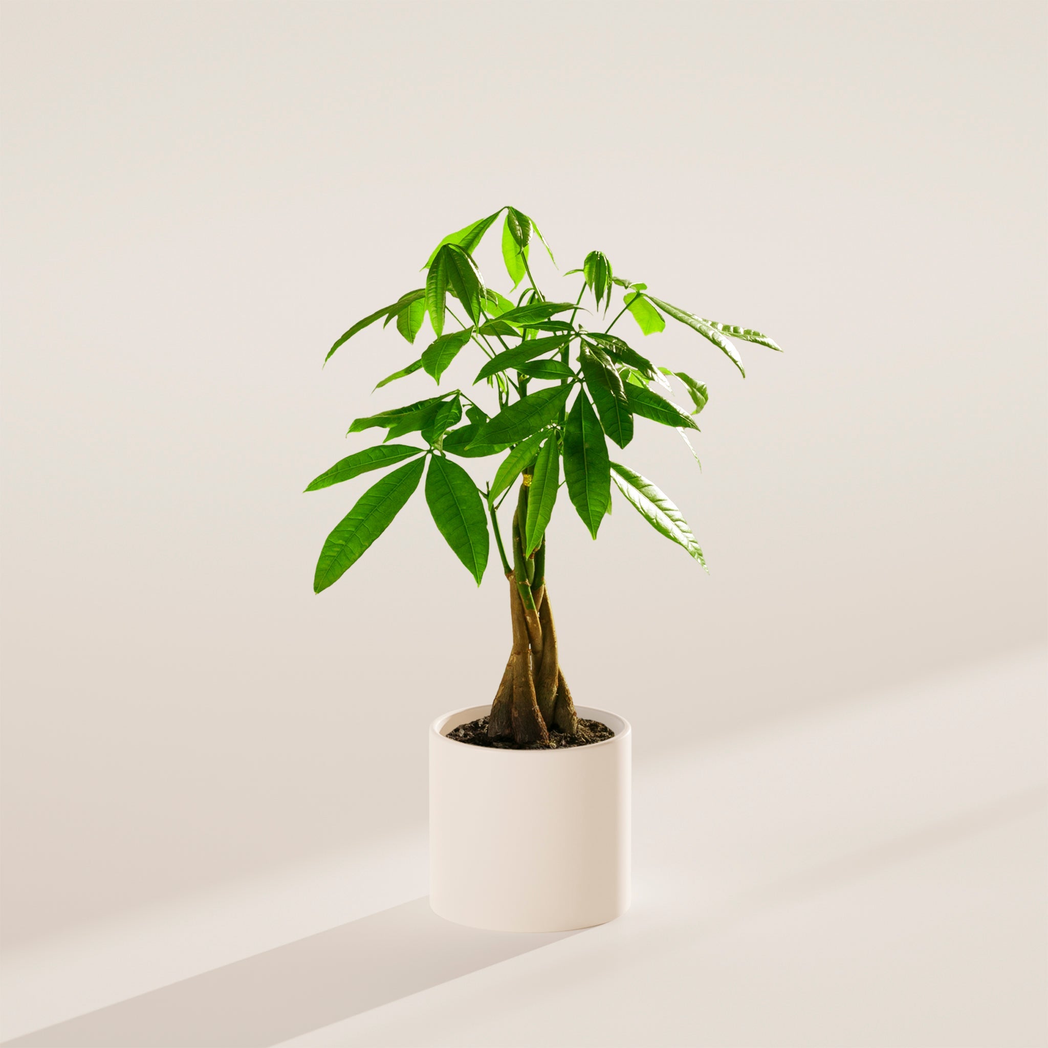 Money Tree Plant