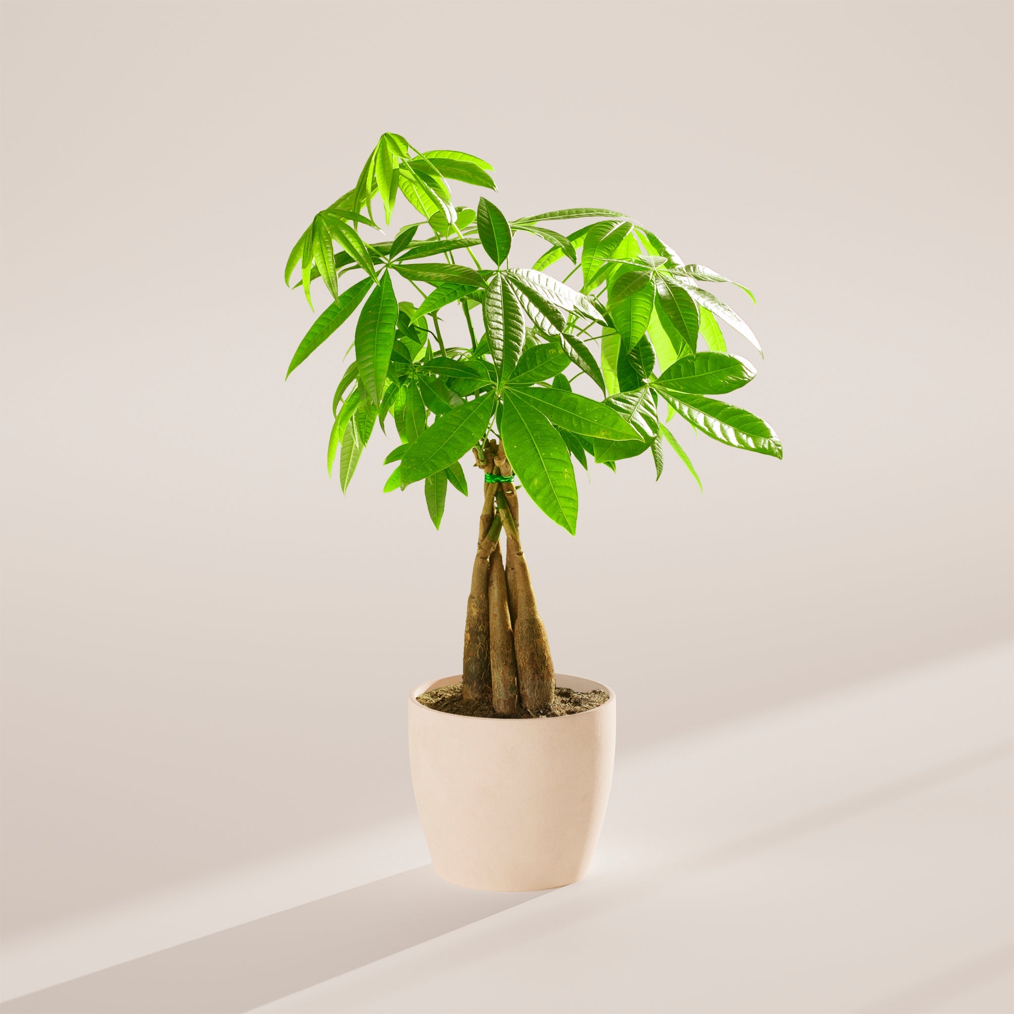 Money Tree Plant