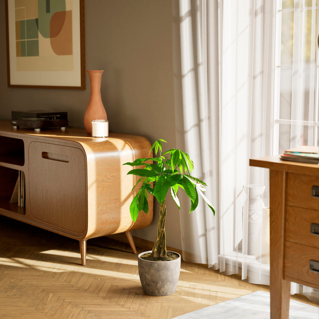 Money Tree Plant