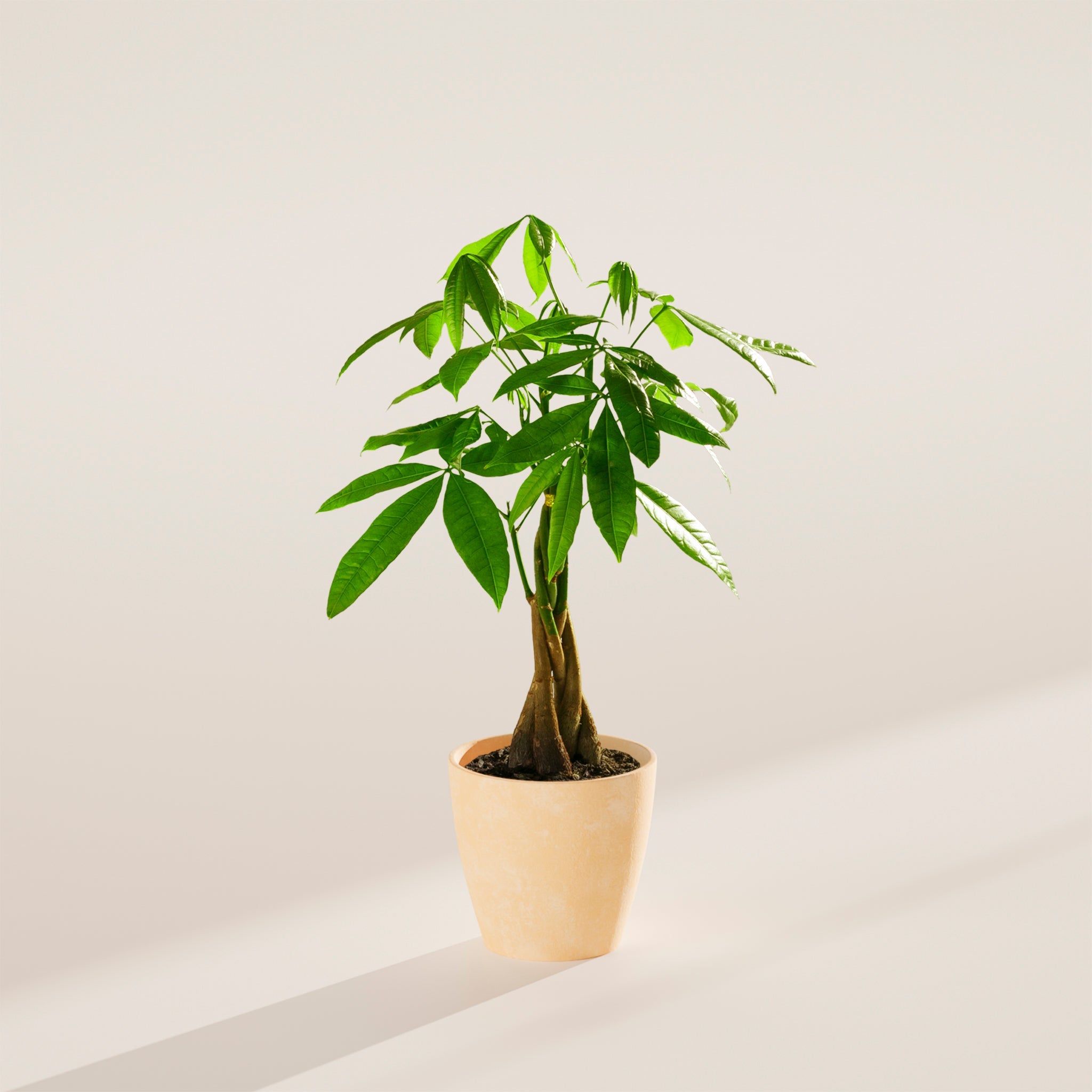 Money Tree Plant