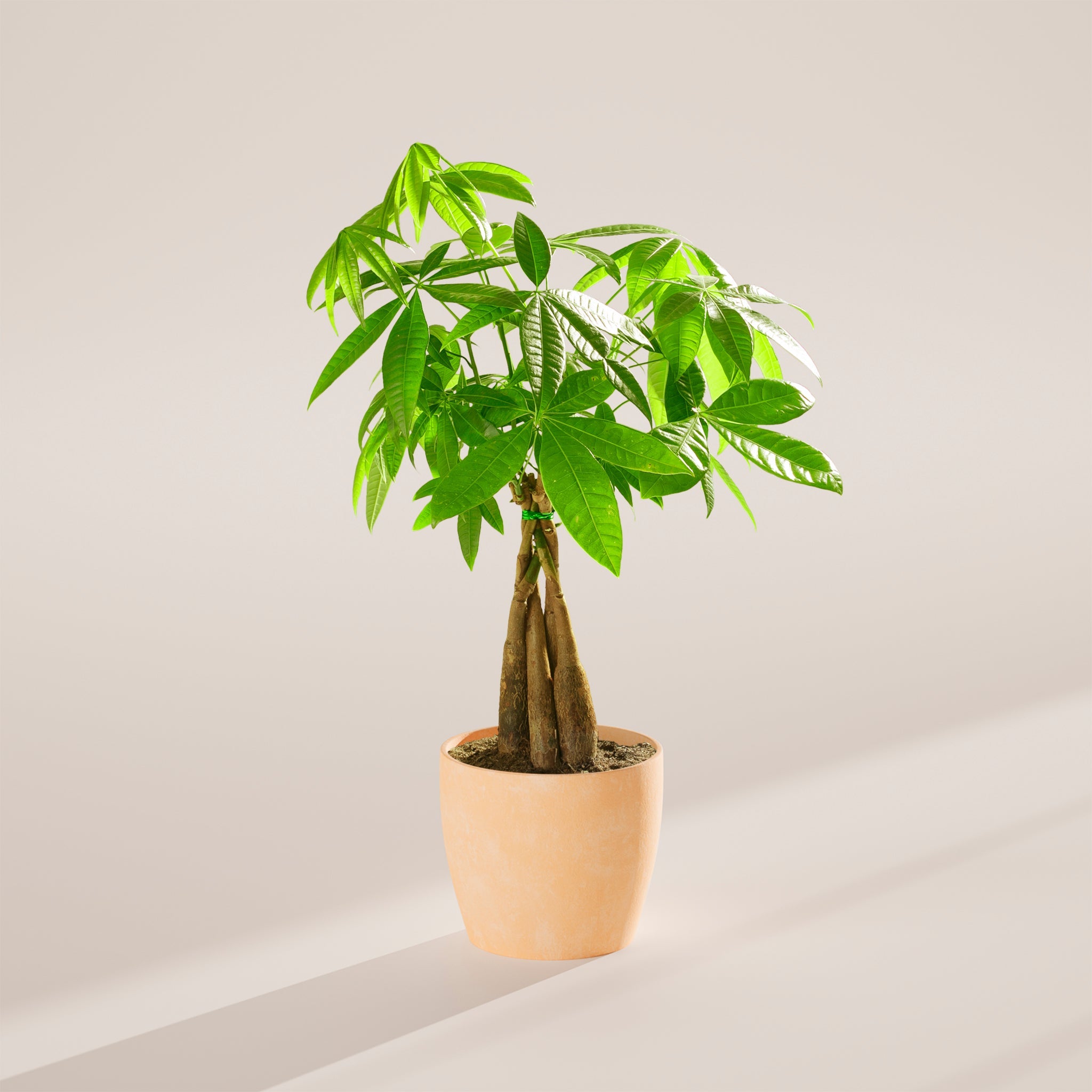 Money Tree Plant