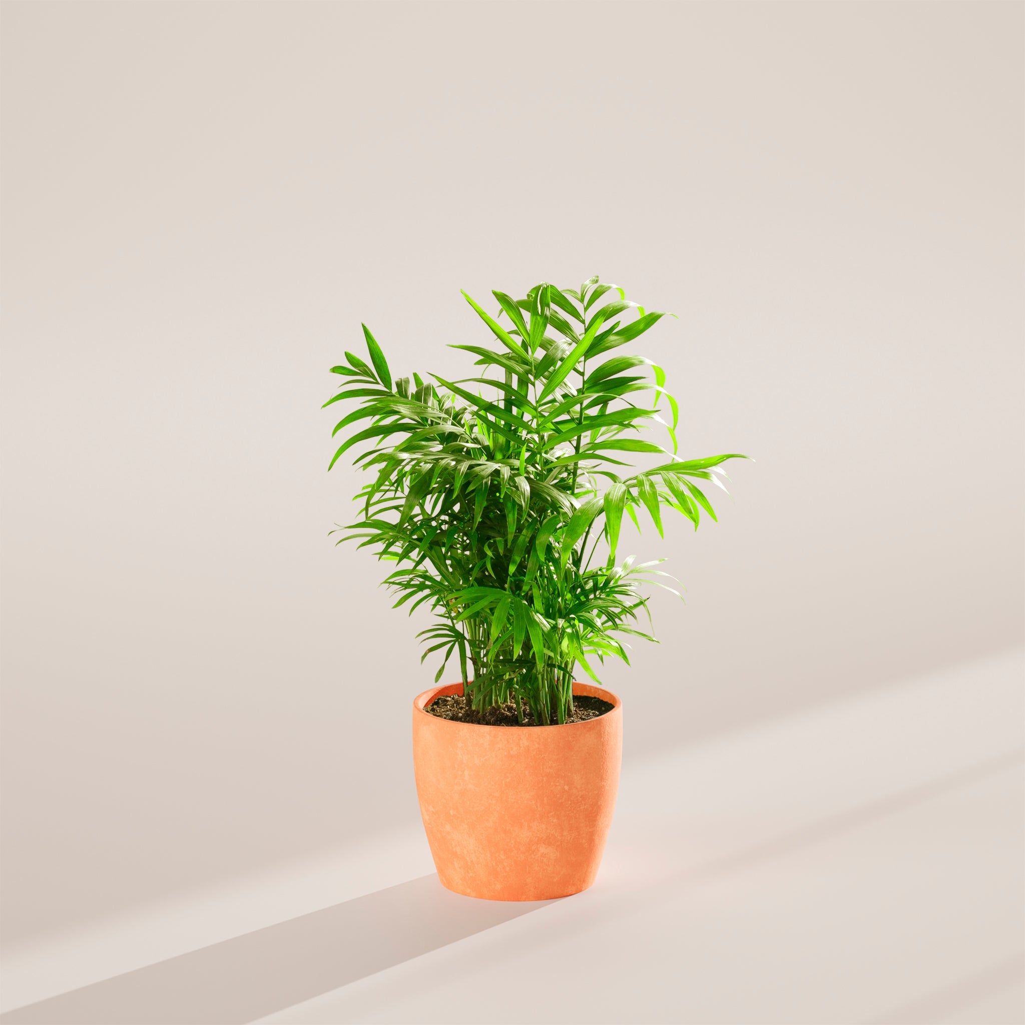 Neanthe Bella Palm