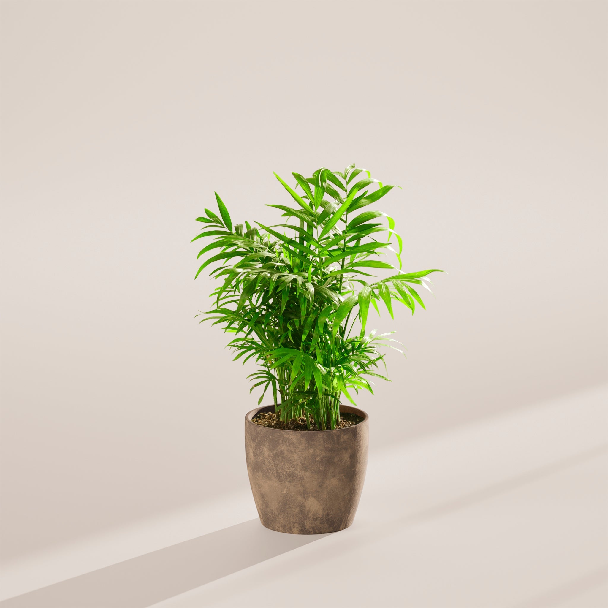 Neanthe Bella Palm