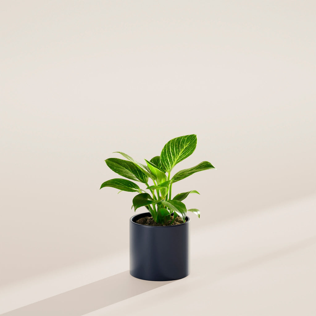 Philodendron Birkin