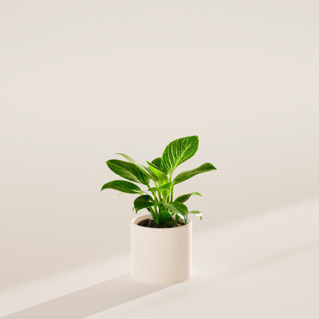 Philodendron Birkin