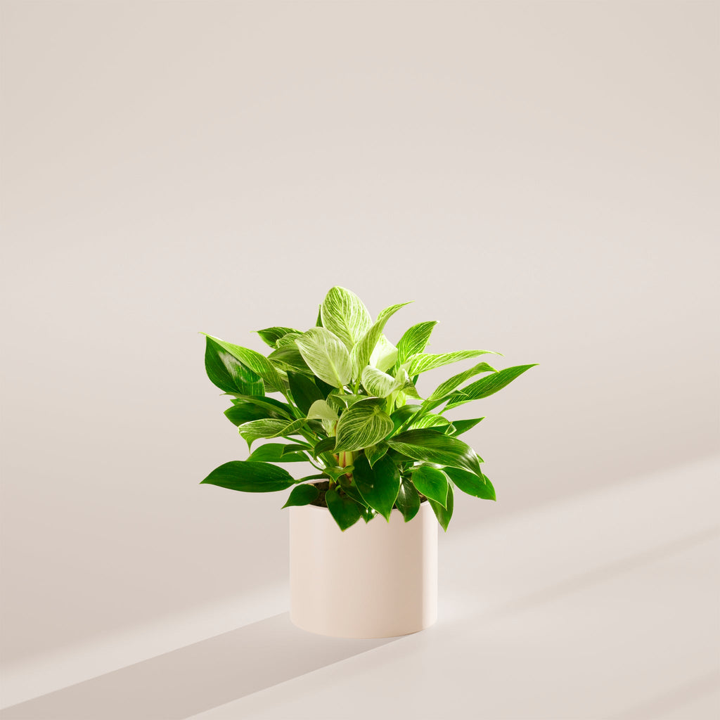 Philodendron Birkin