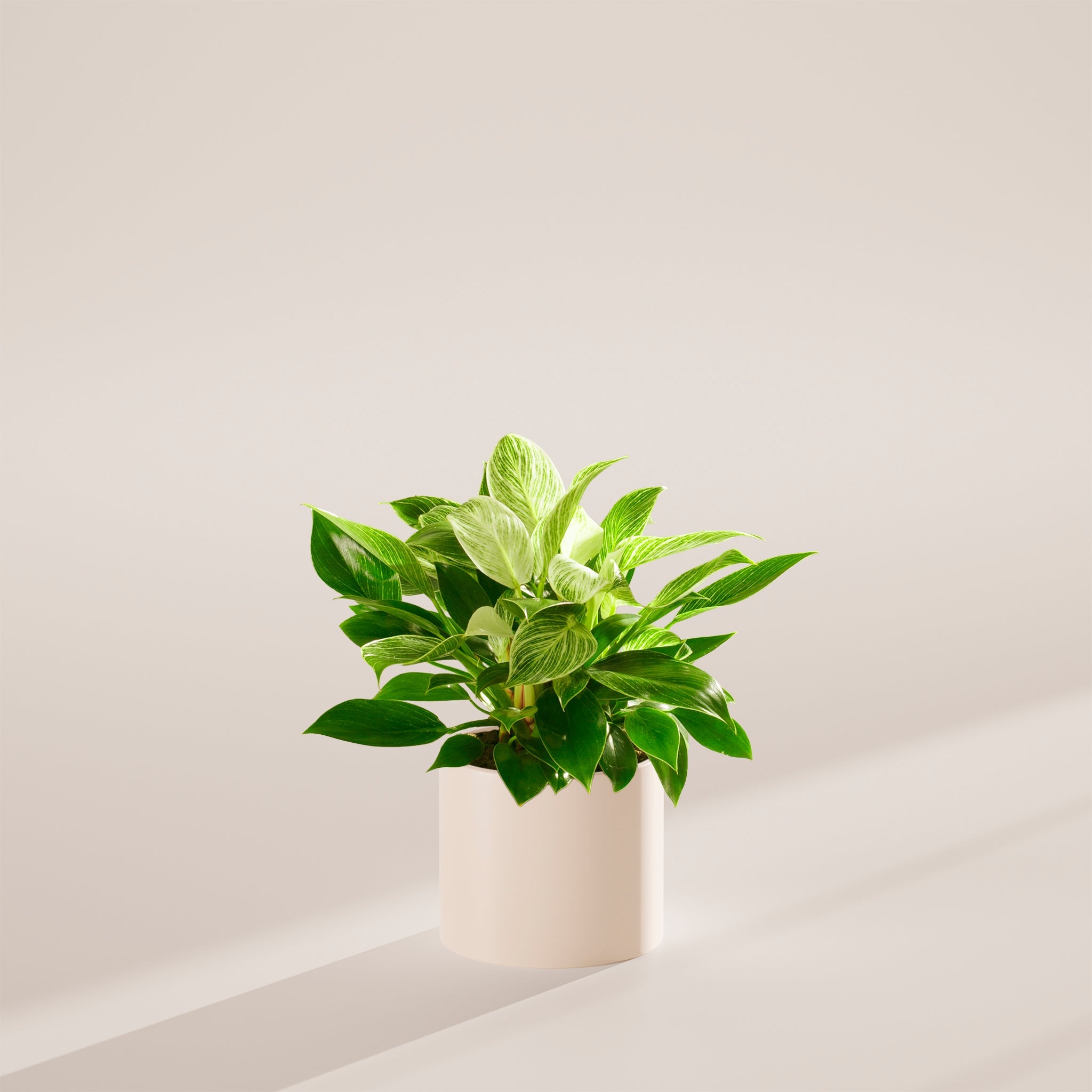 Philodendron Birkin