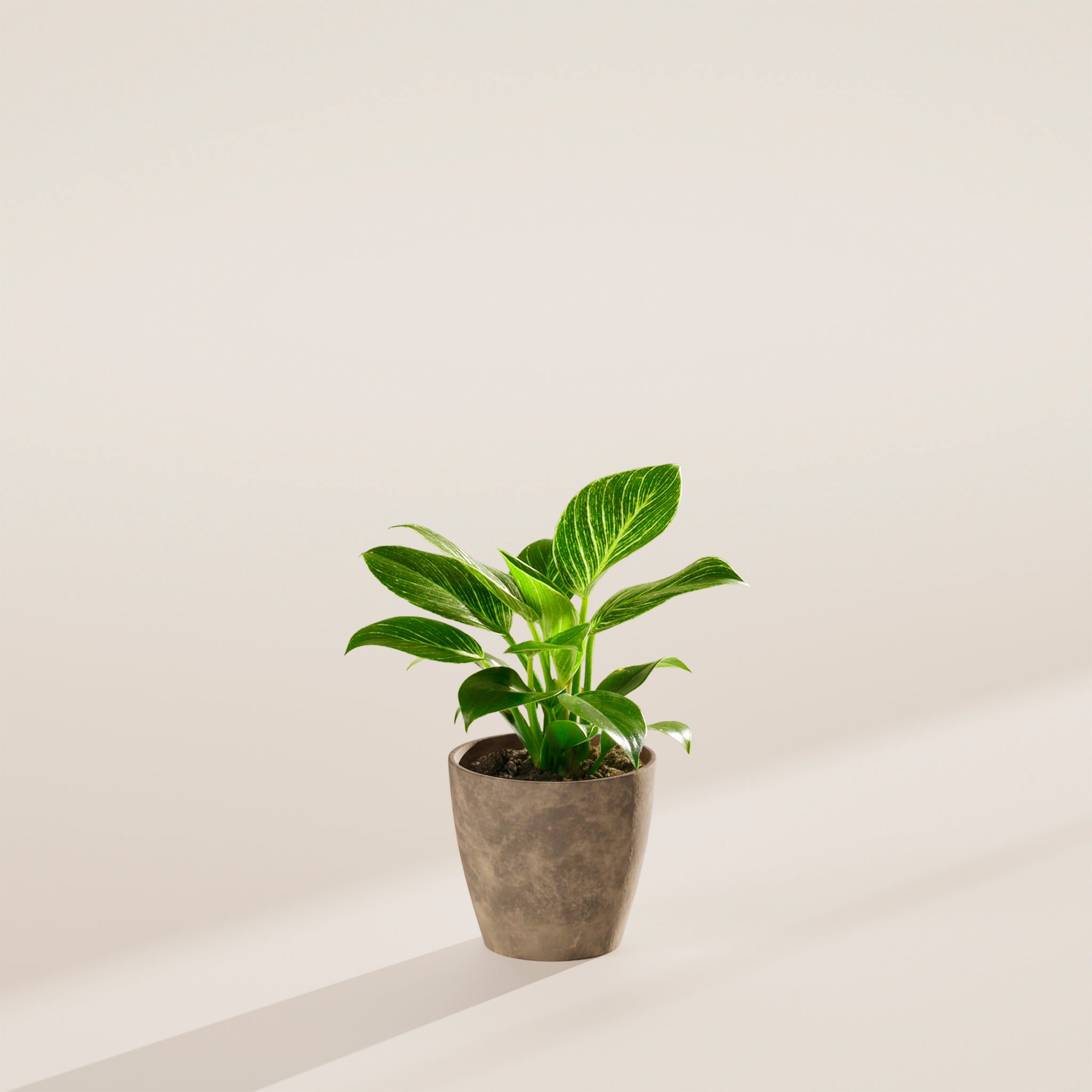 Philodendron Birkin