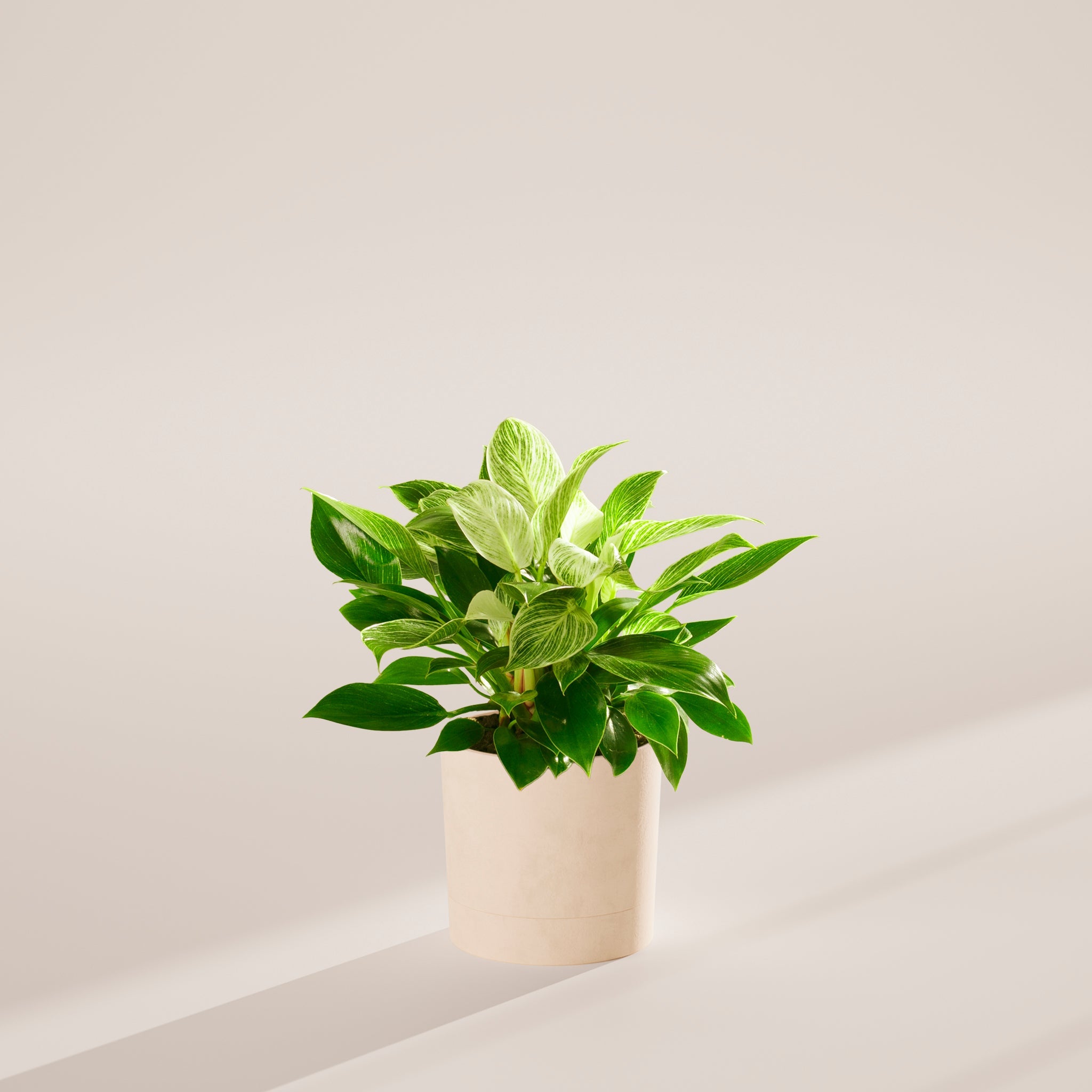 Philodendron Birkin