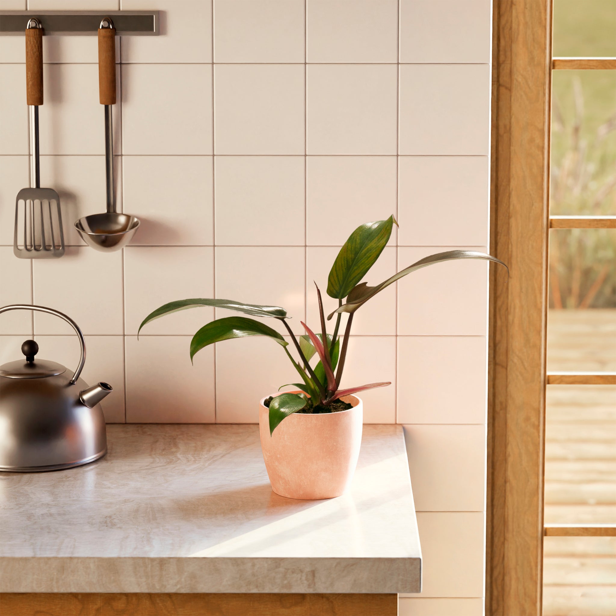 Philodendron Florida Bronze
