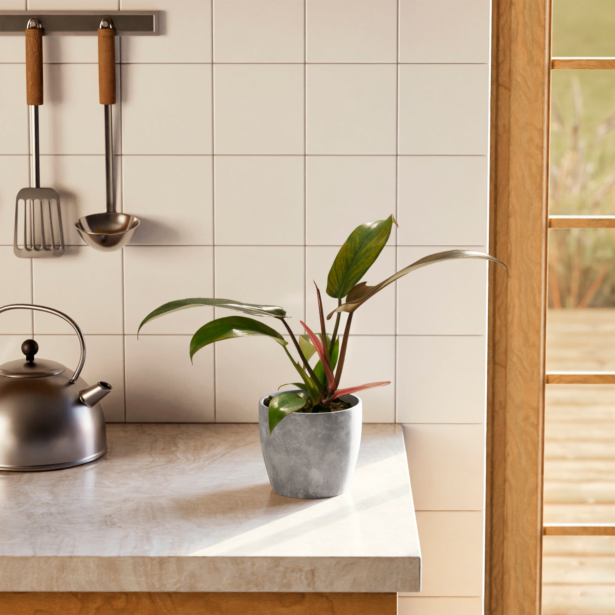 Philodendron Florida Bronze