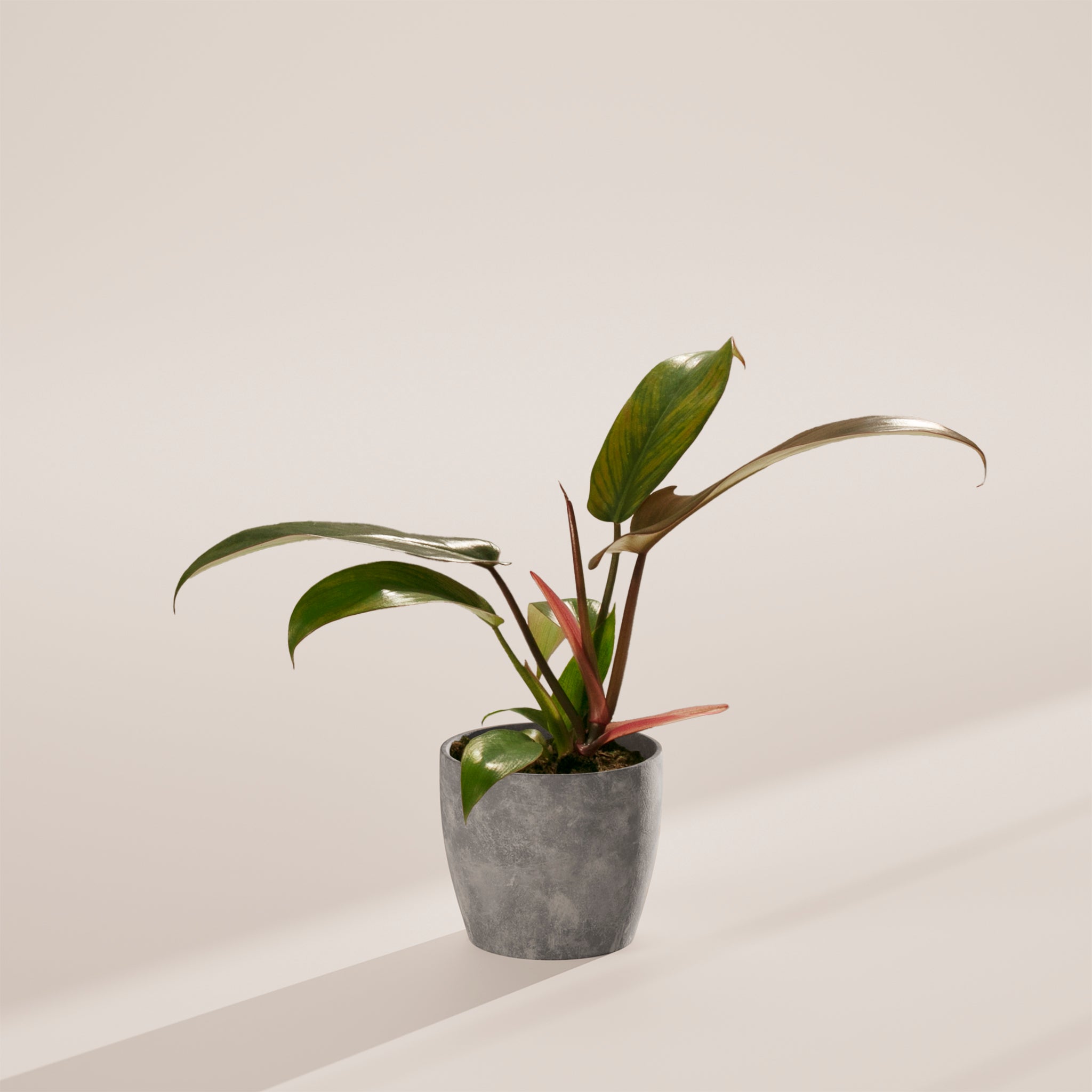 Philodendron Florida Bronze