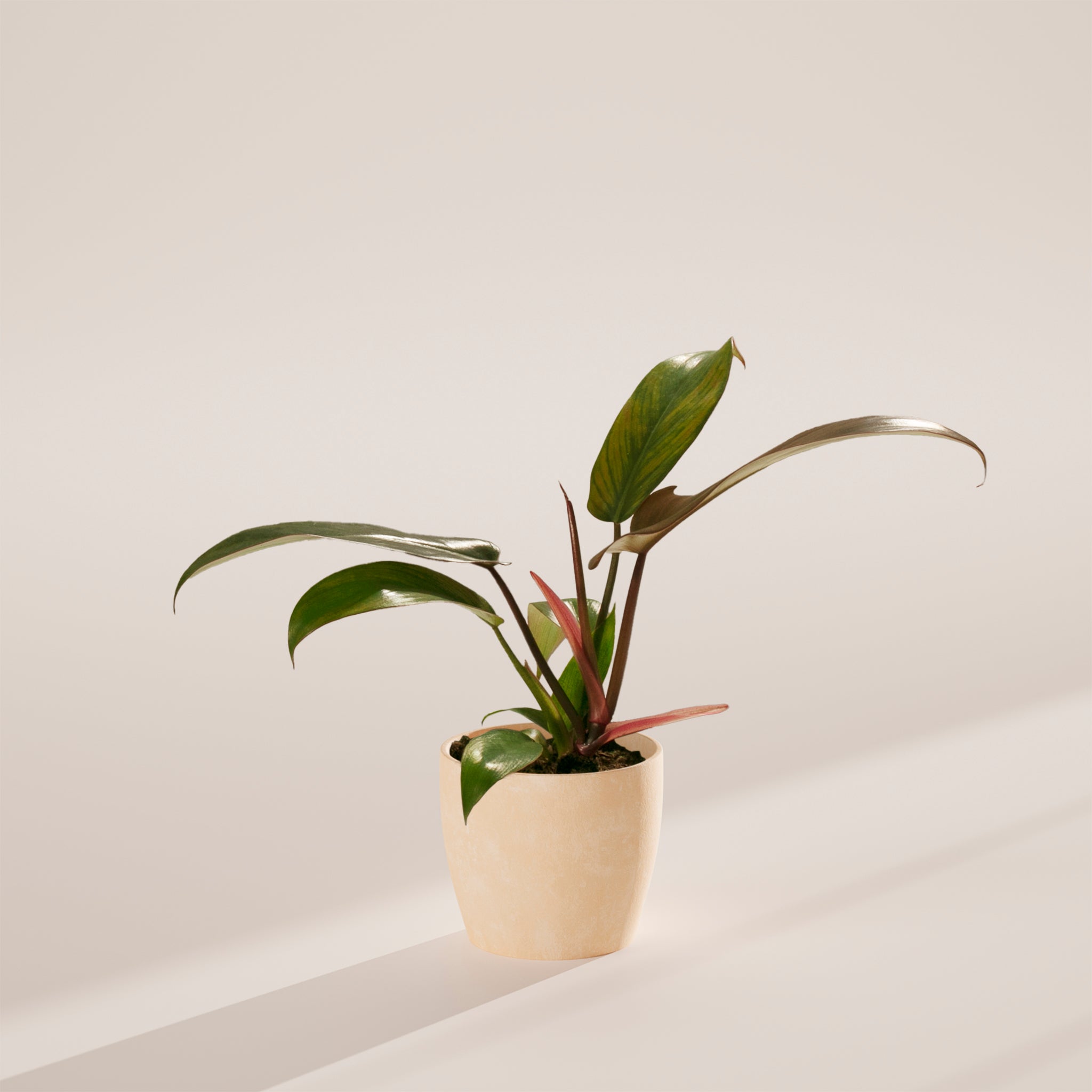 Philodendron Florida Bronze