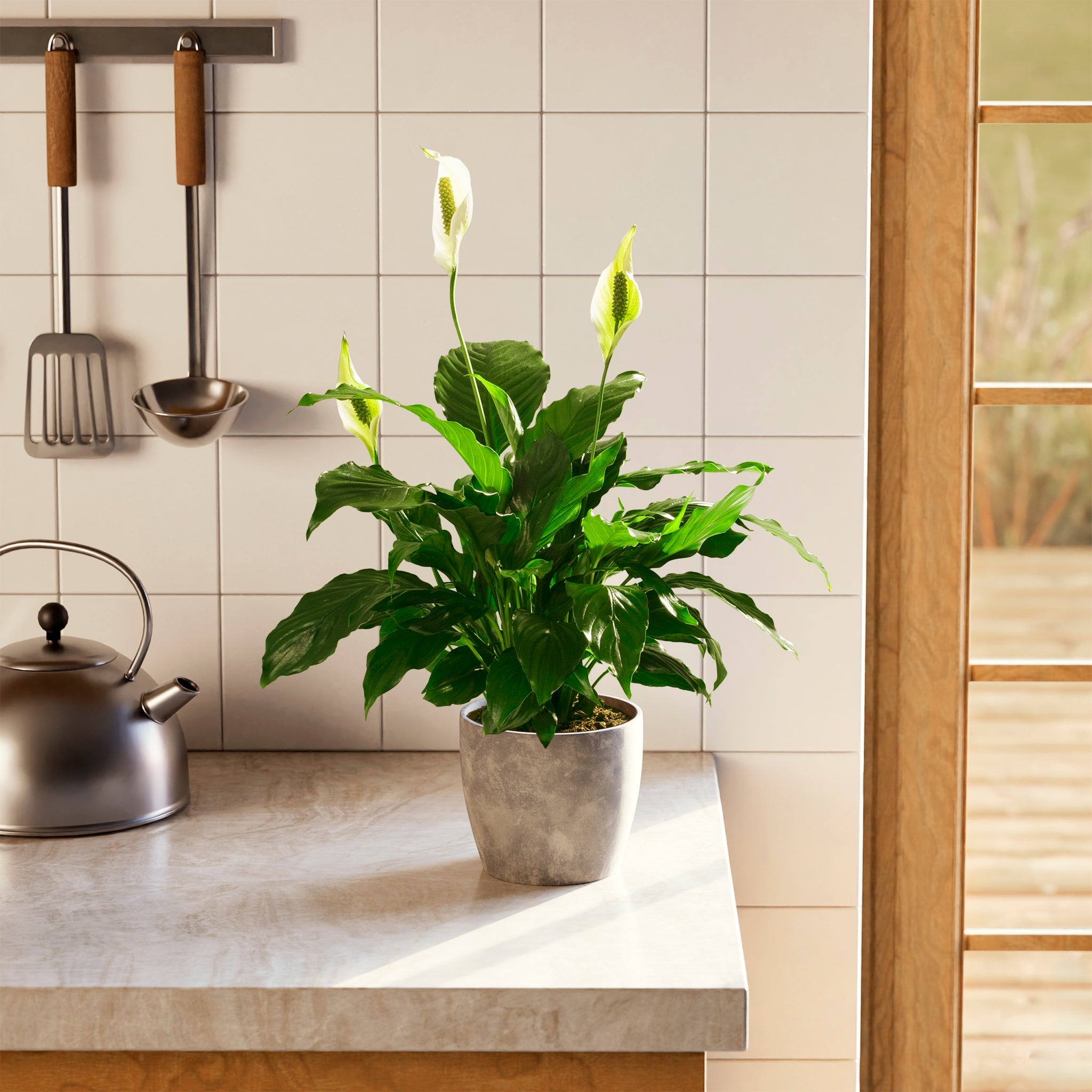 Peace Lily (Spathiphyllum)