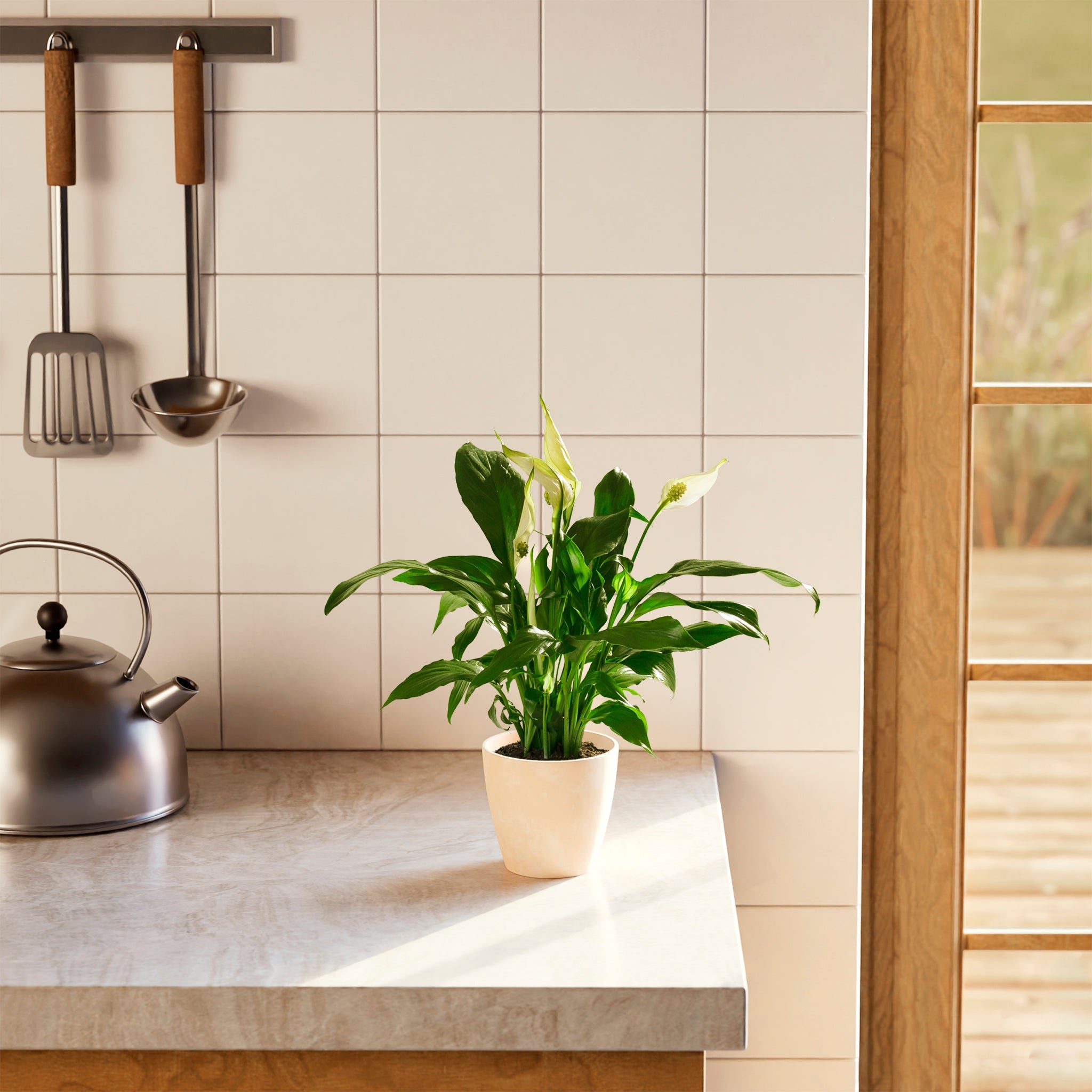 Peace Lily (Spathiphyllum)