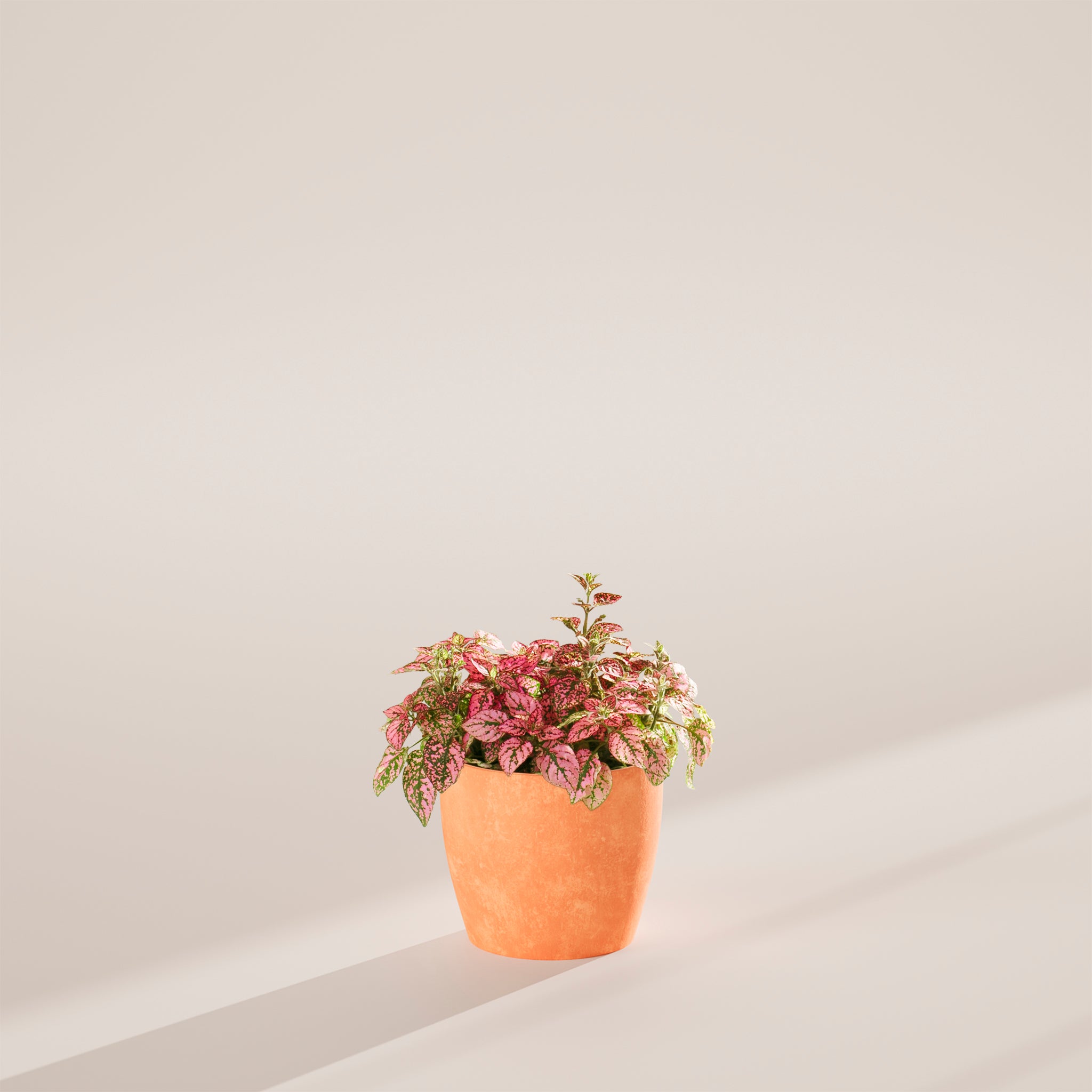 Pink Polka Dot Plant