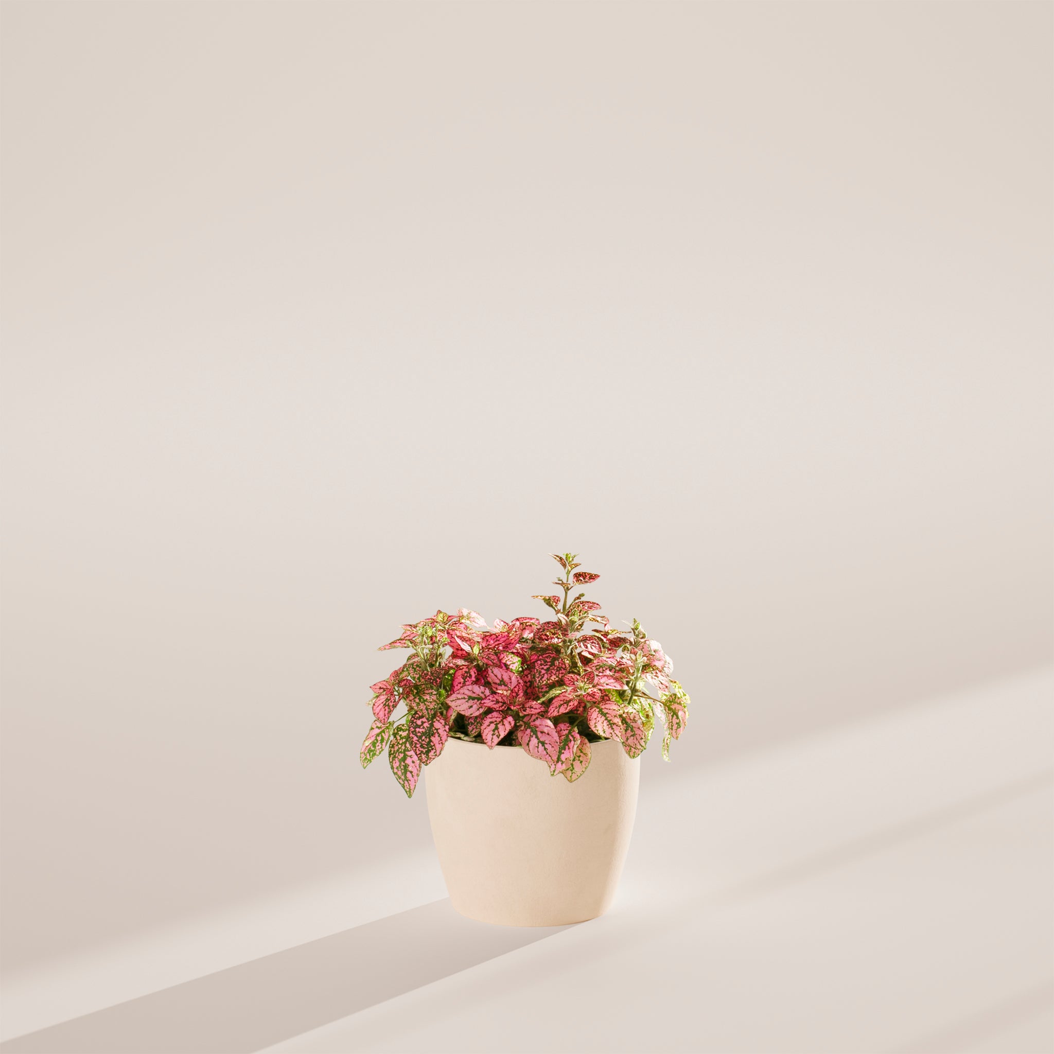 Pink Polka Dot Plant