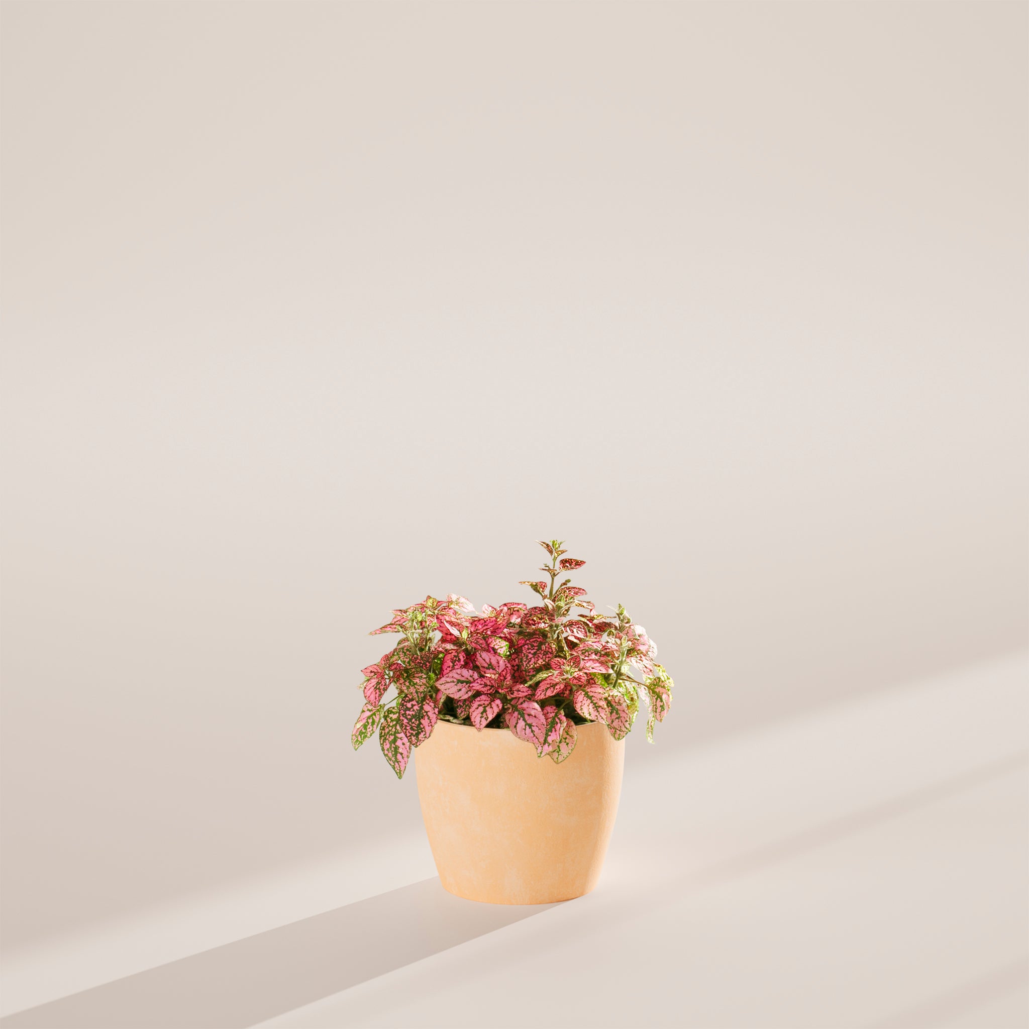 Pink Polka Dot Plant