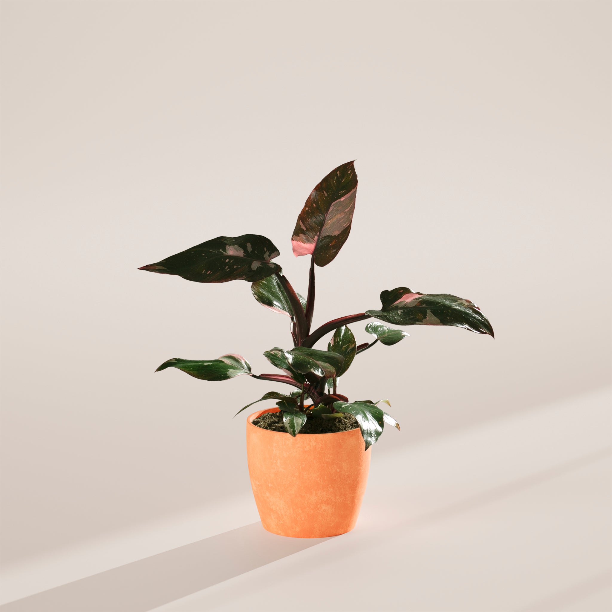 Philodendron Pink Princess
