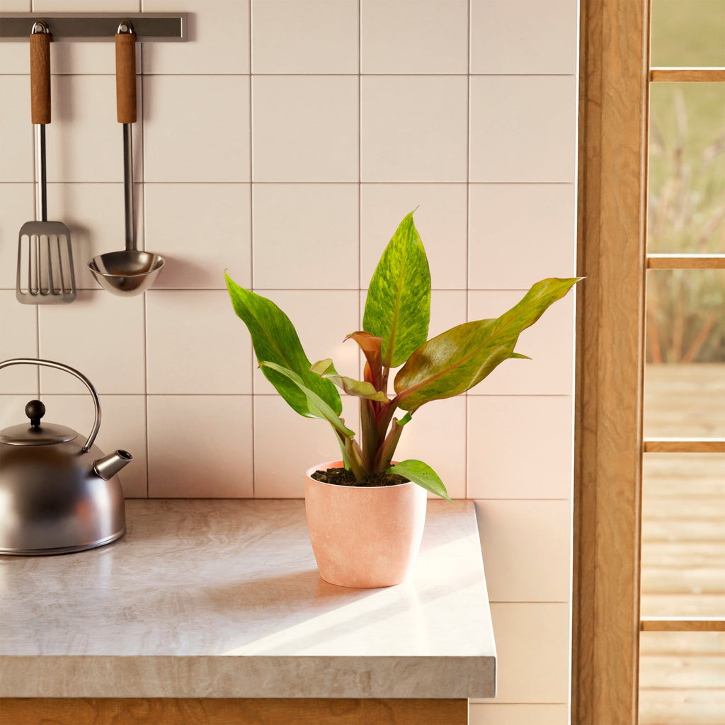 Philodendron Quad Color