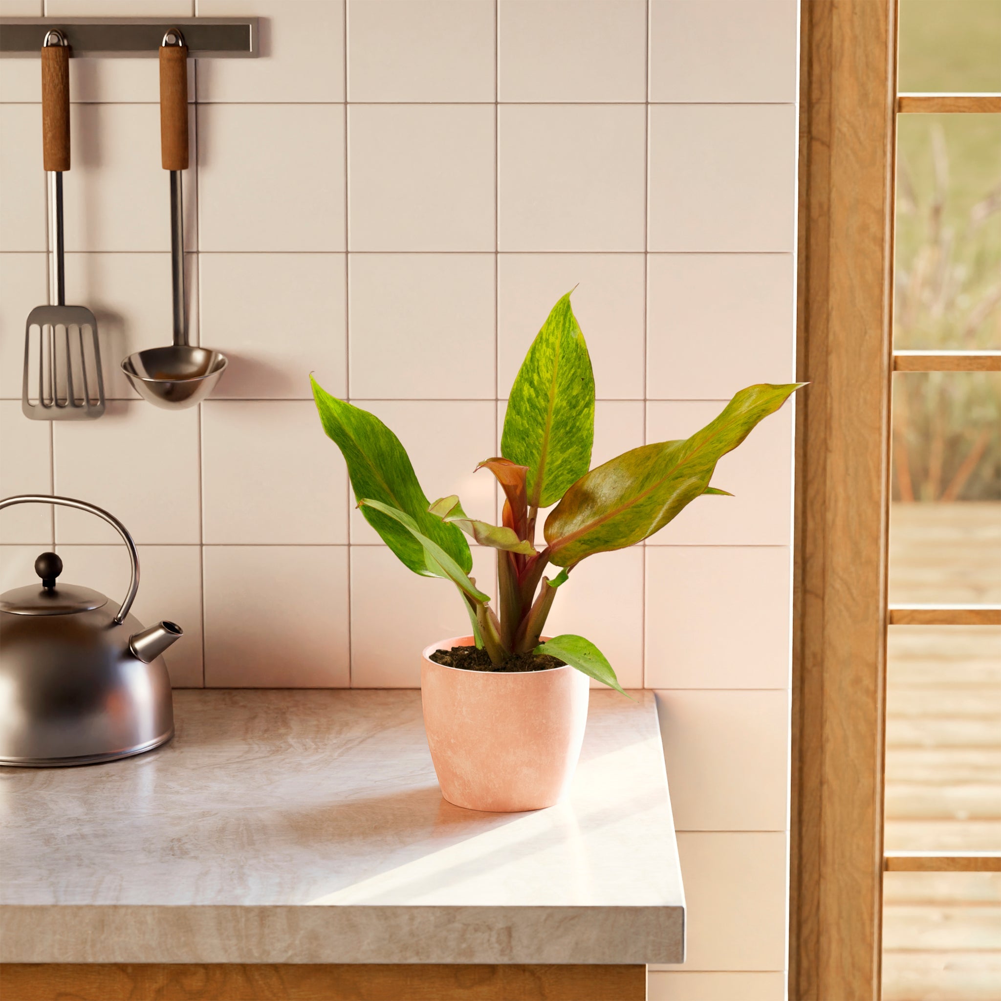 Philodendron Quad Color