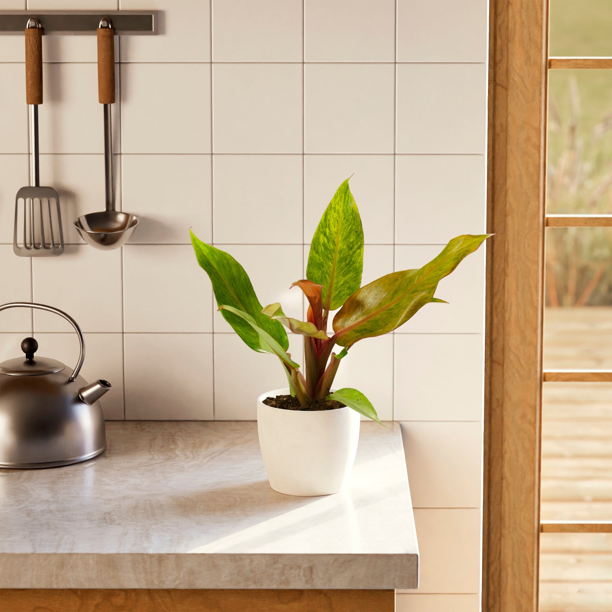 Philodendron Quad Color