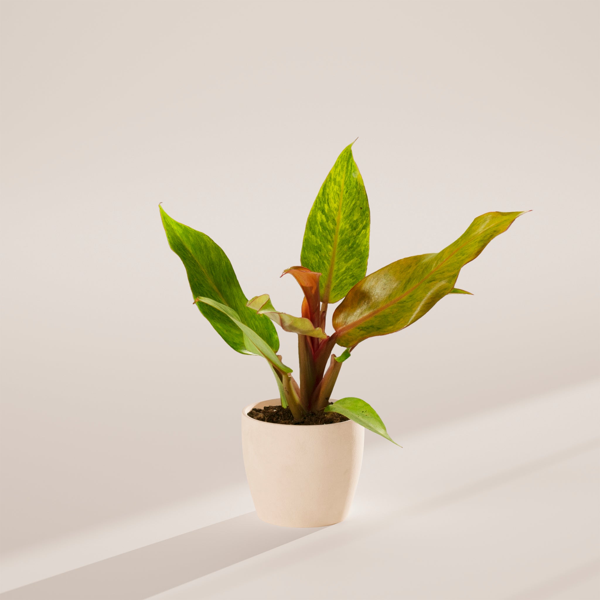 Philodendron Quad Color