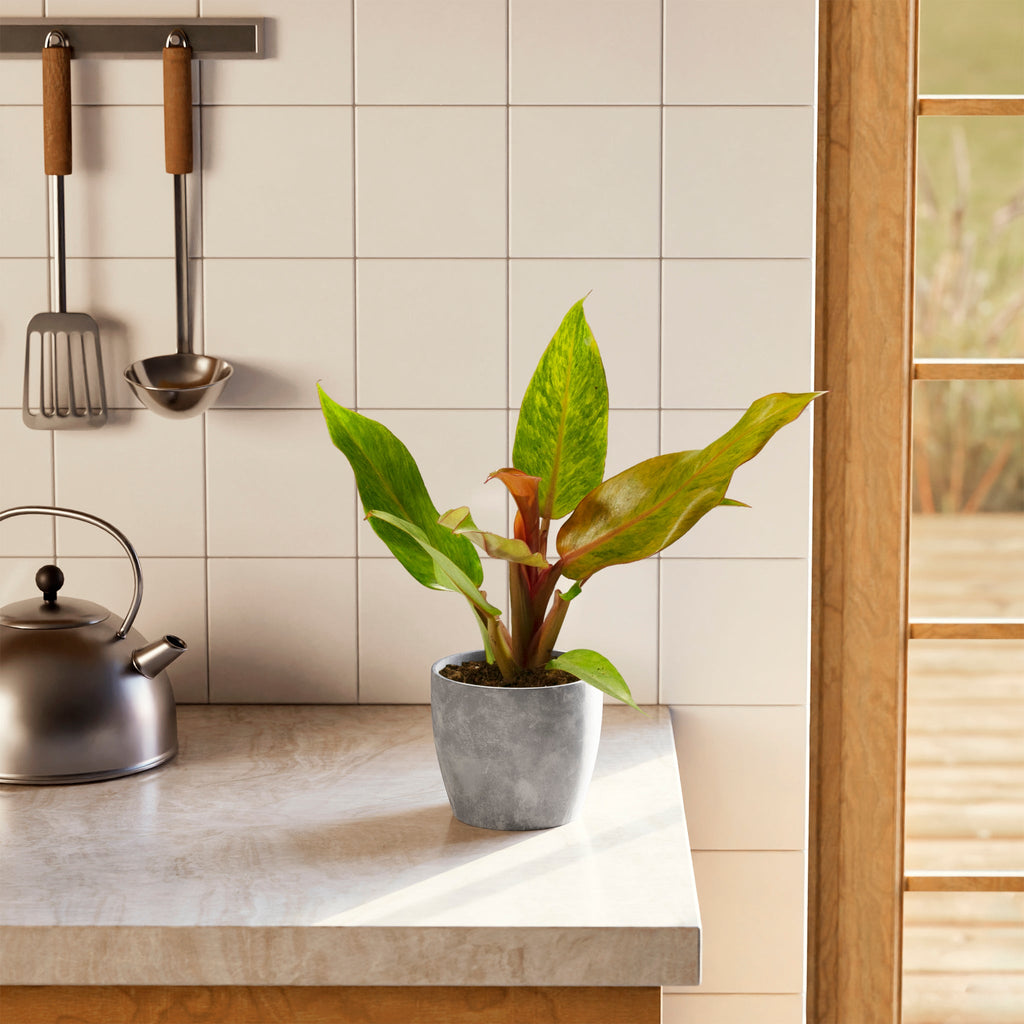 Philodendron Quad Color