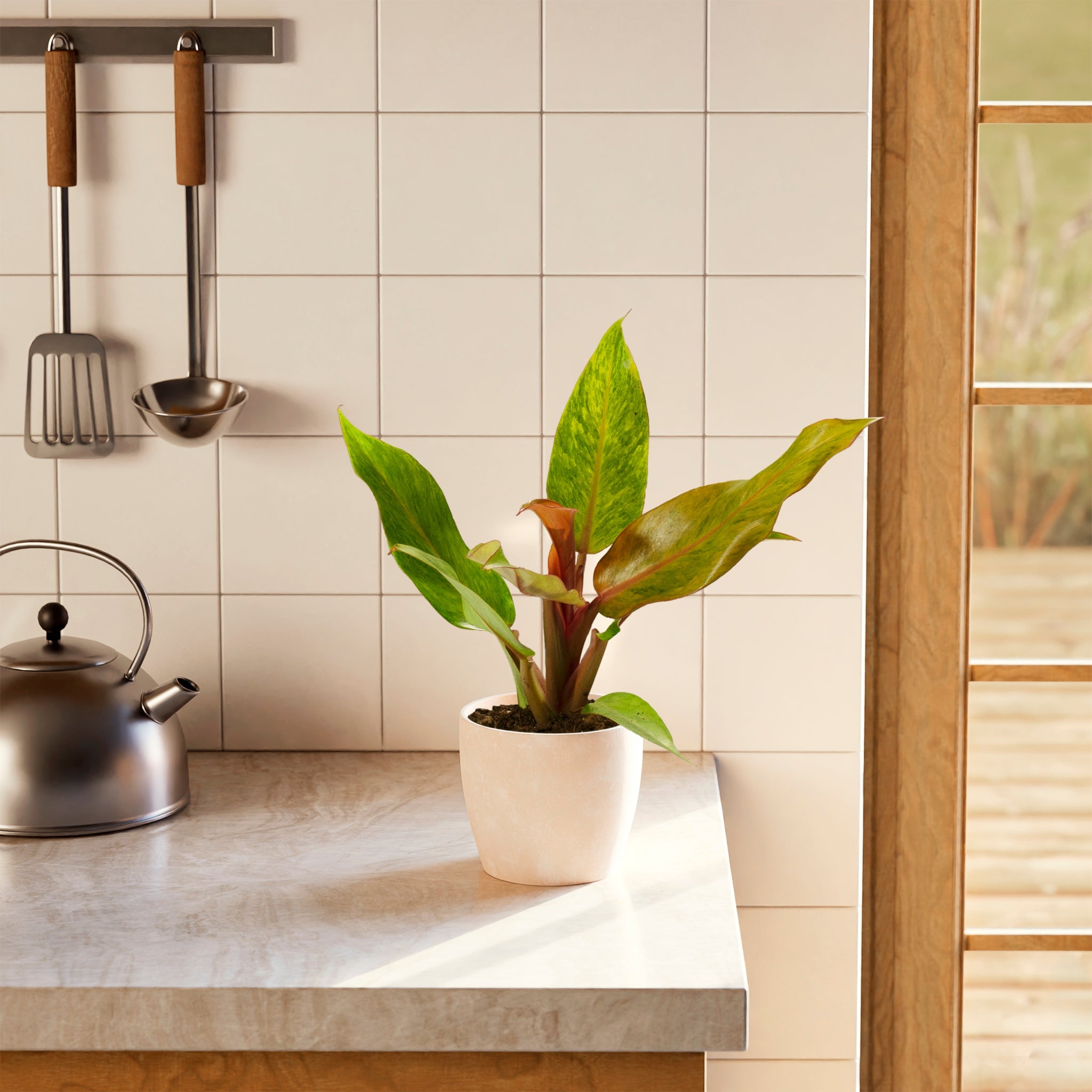 Philodendron Quad Color