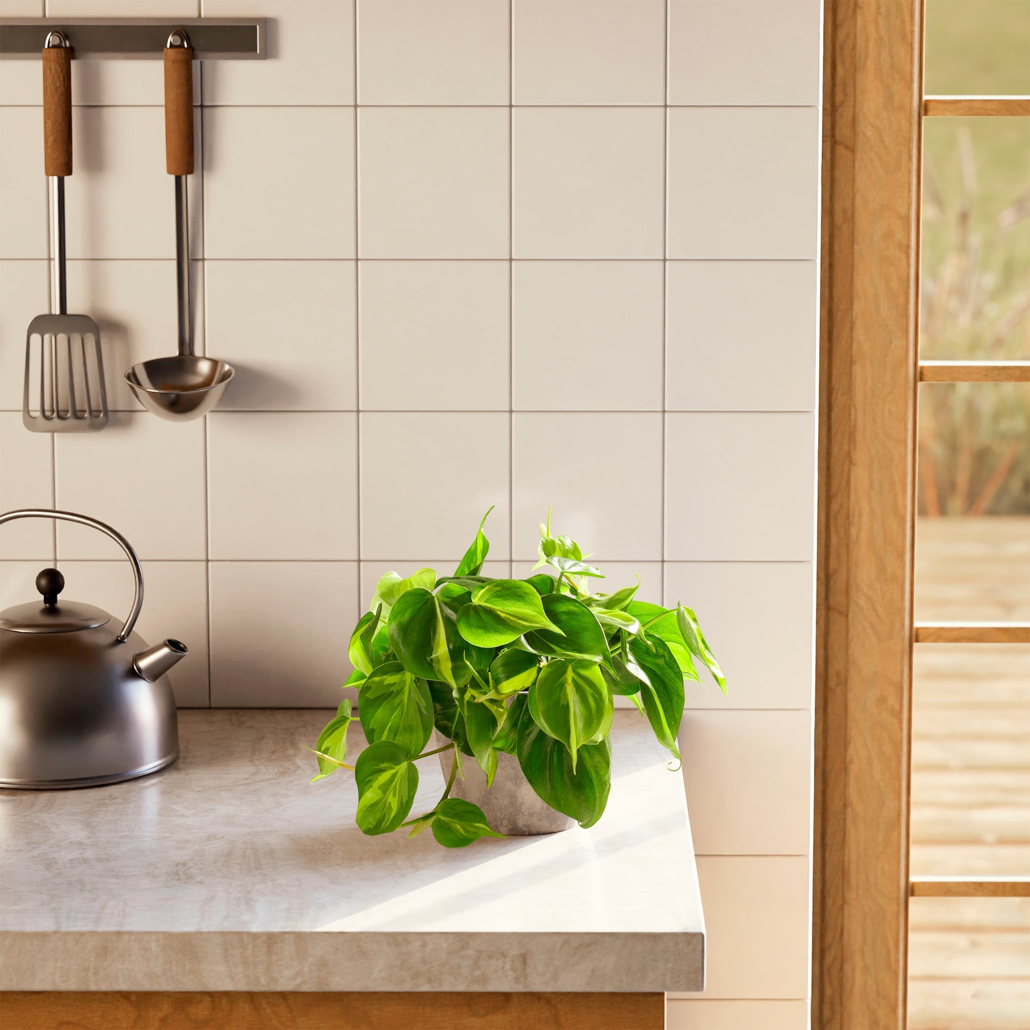 Philodendron Brasil