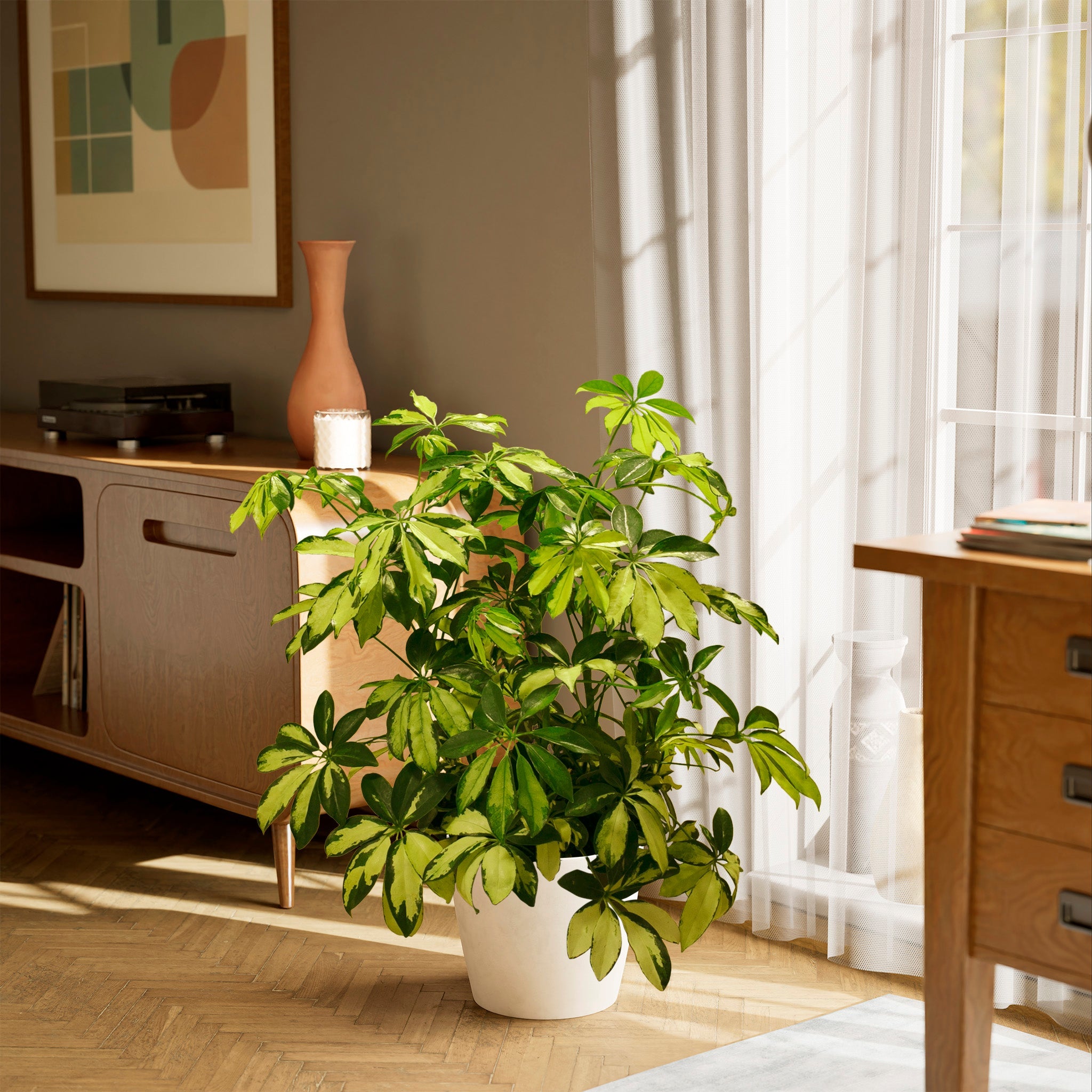 Umbrella Plant (Schefflera Gold Capella)