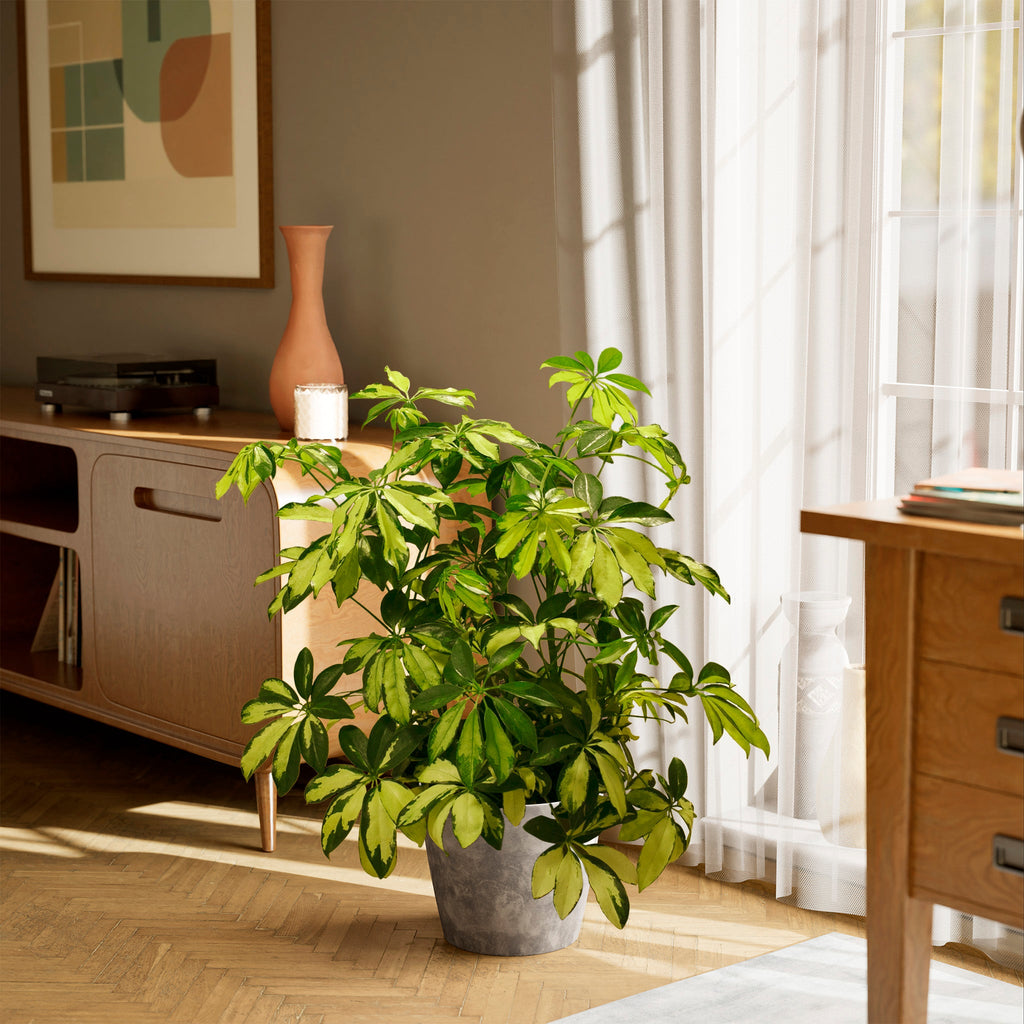 Umbrella Plant (Schefflera Gold Capella)
